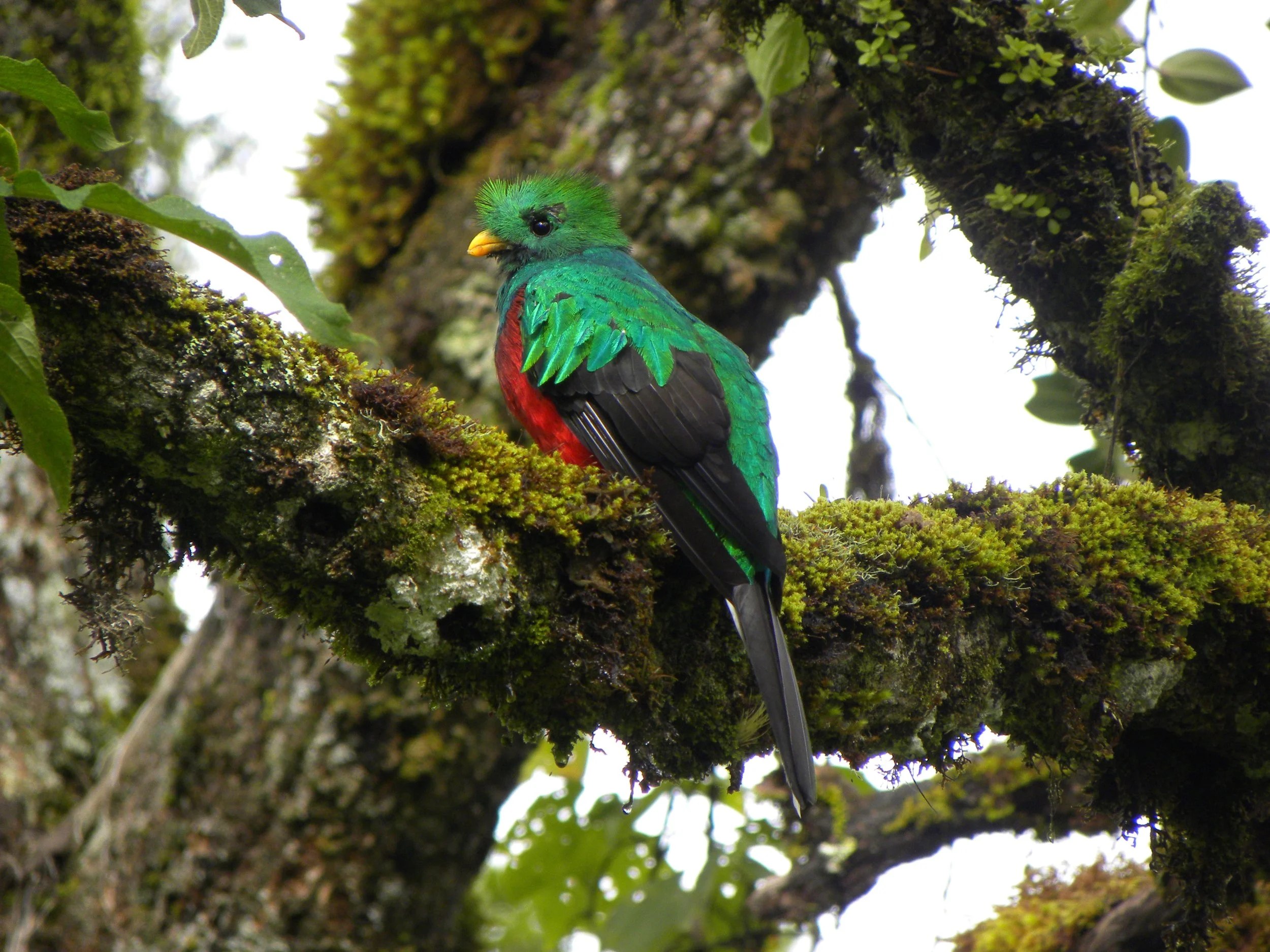 Resplendent Quetzal male (Pharomachrus mocinno)