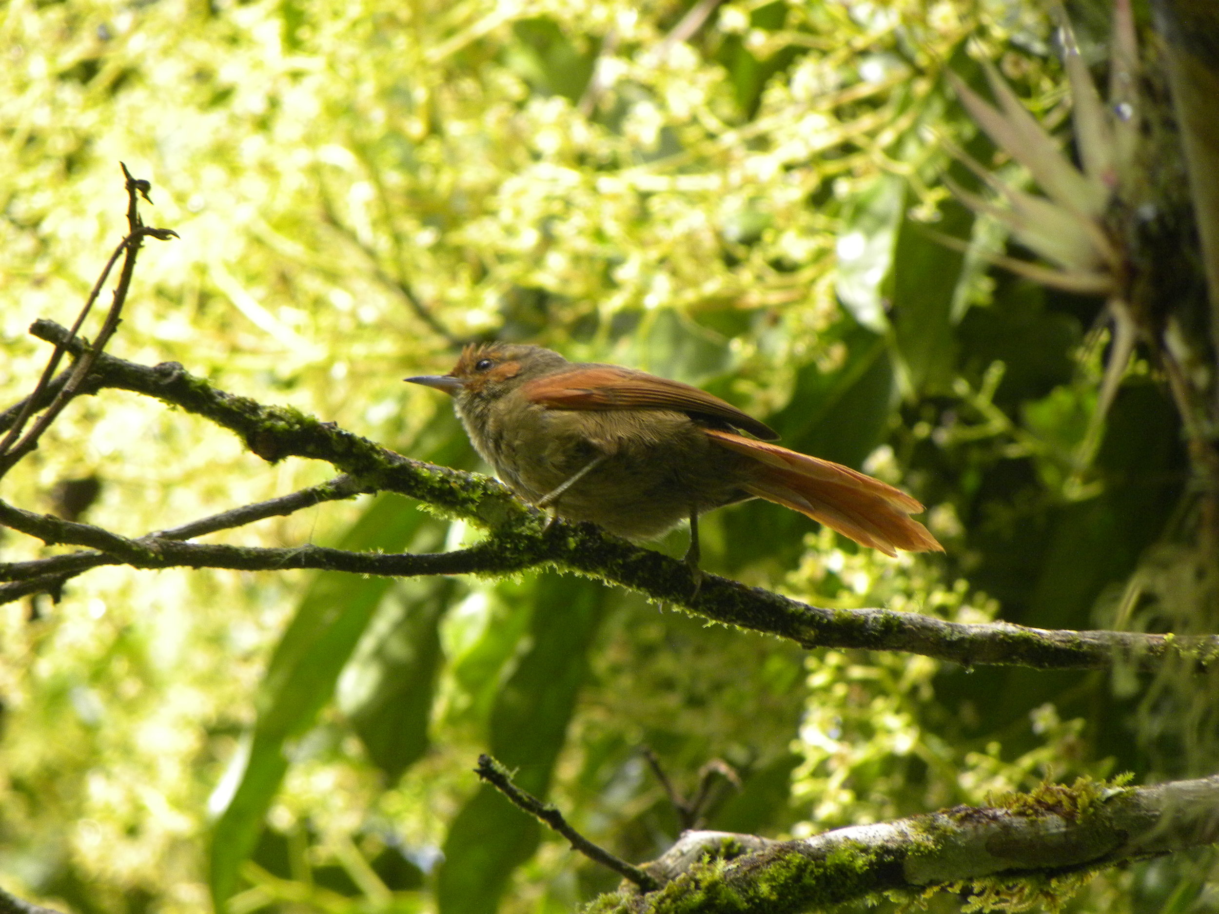 Red-faced Spinetail (Cranioleuca erythrops)