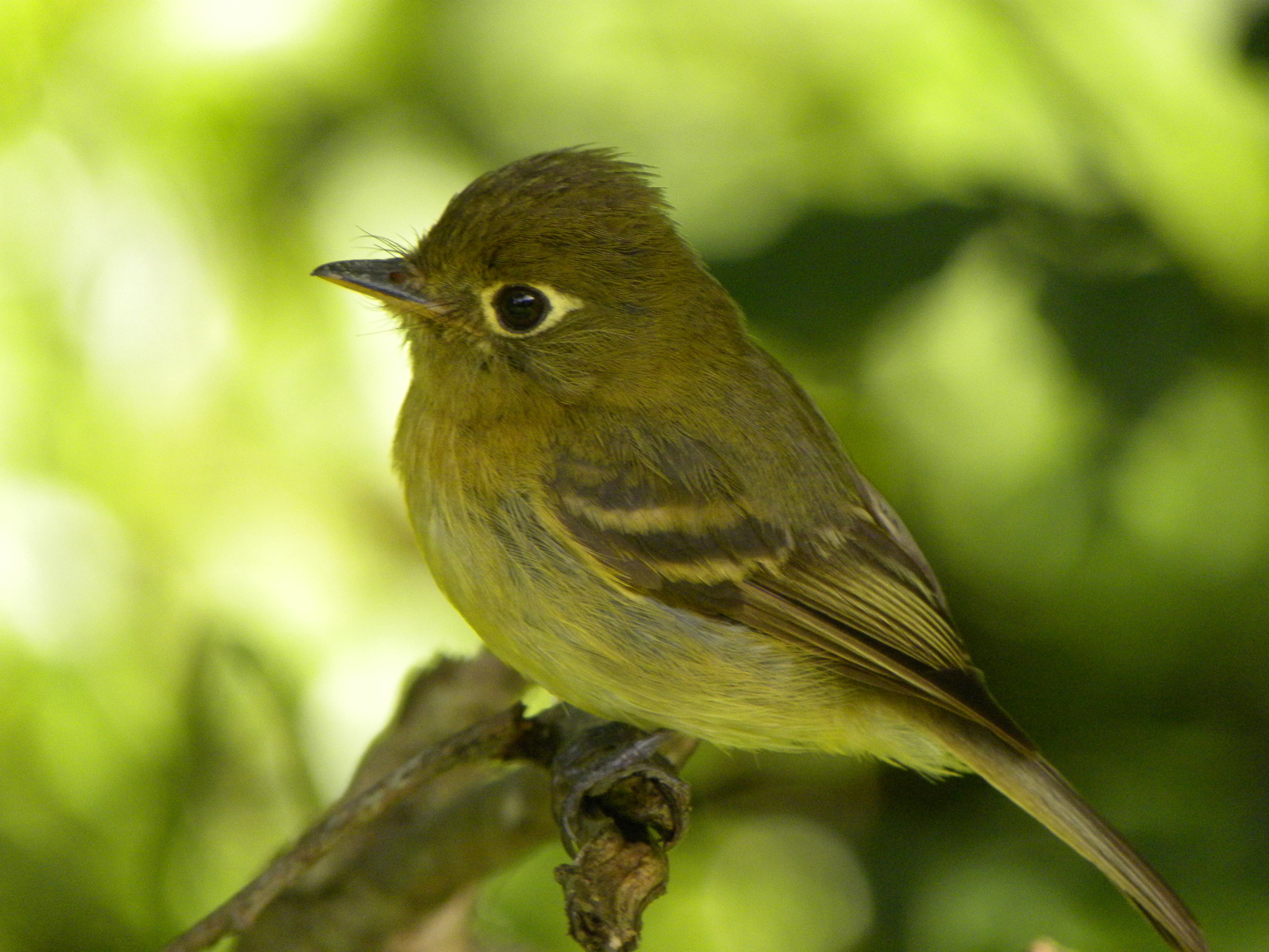 Yellowish Flycatcher (Empidonax flavescens)