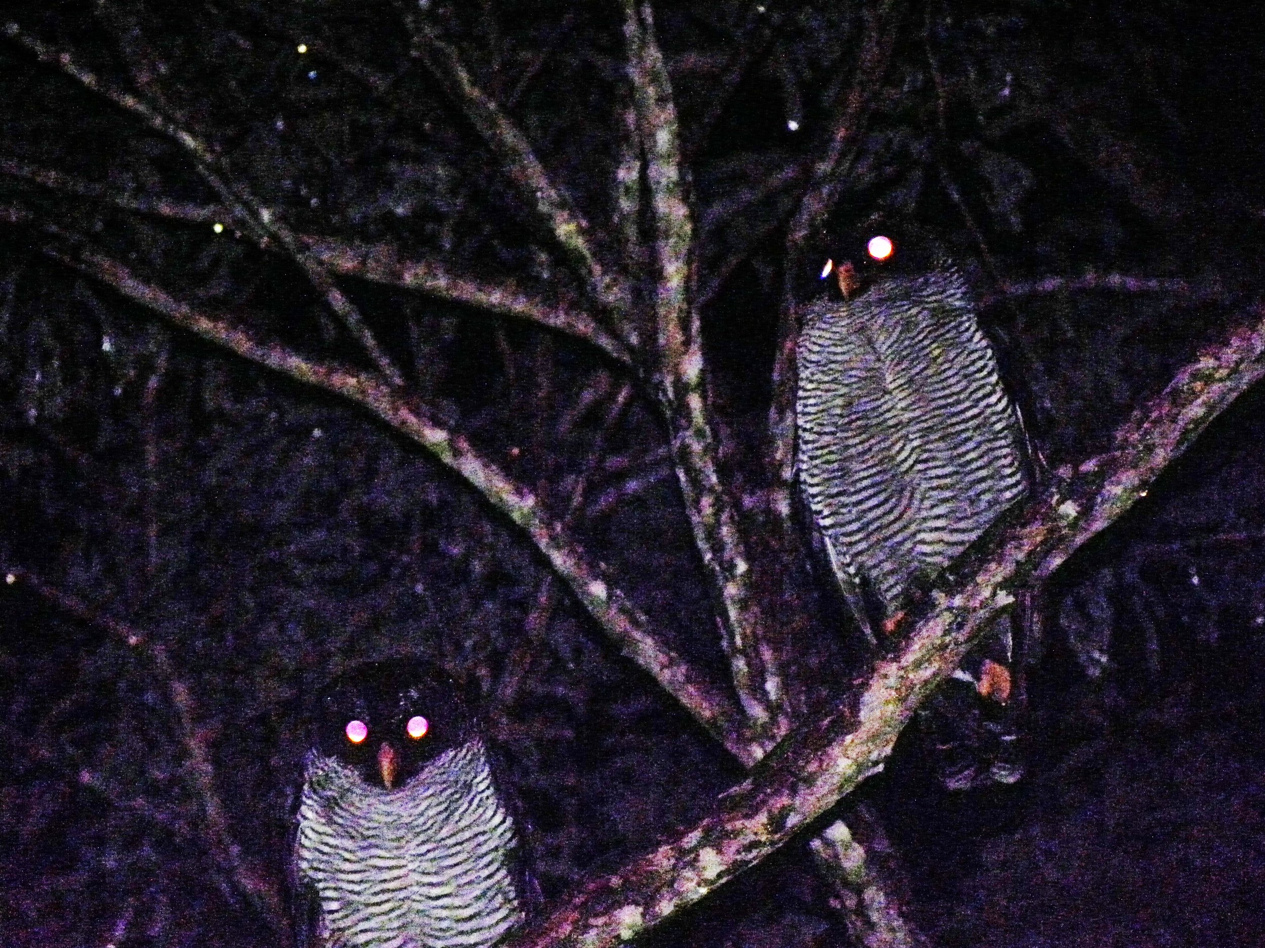 Black-and-White Owl (Ciccaba nigrolineata)