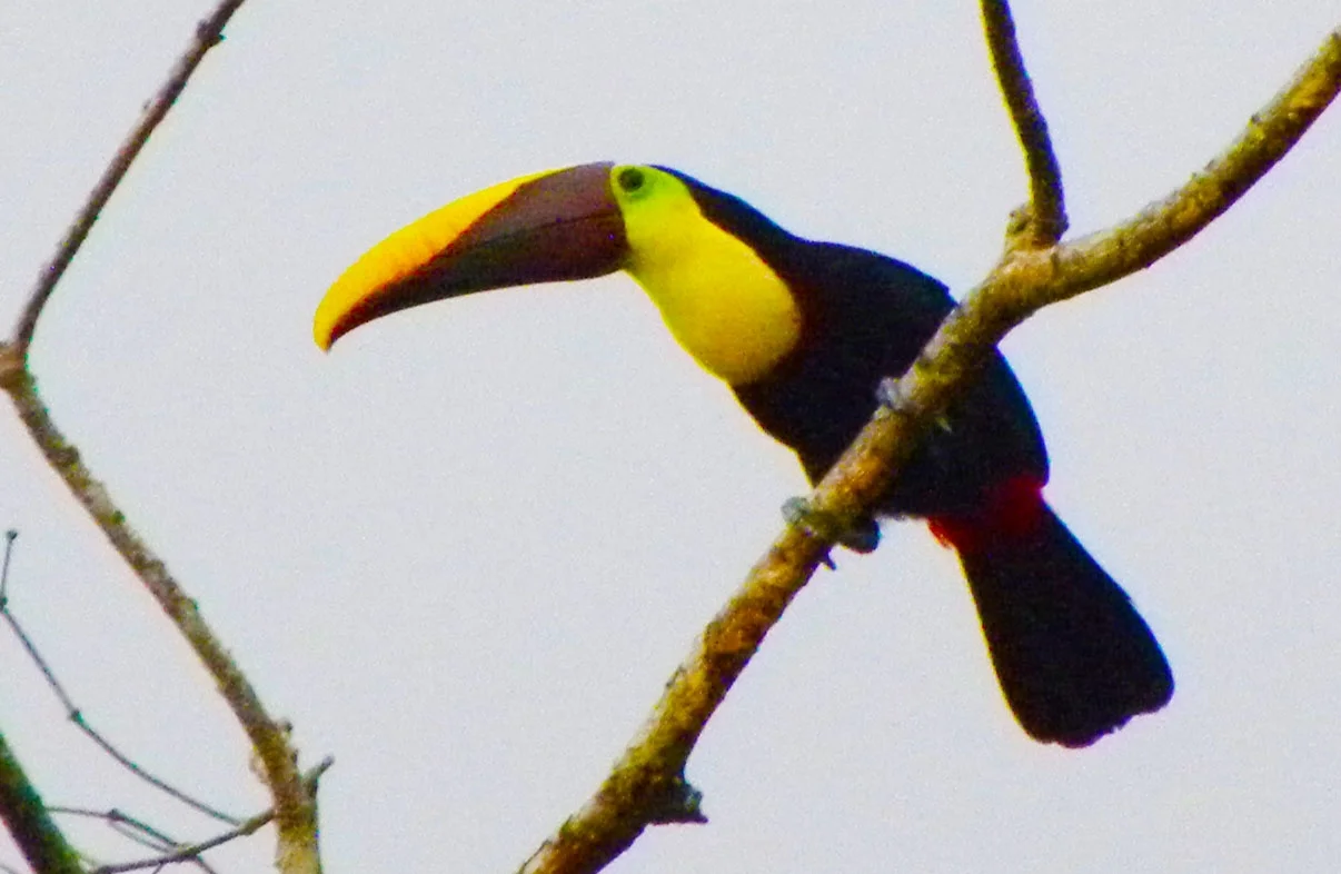 Chestnut-mandibled Toucan (Ramphastos swainsonii)