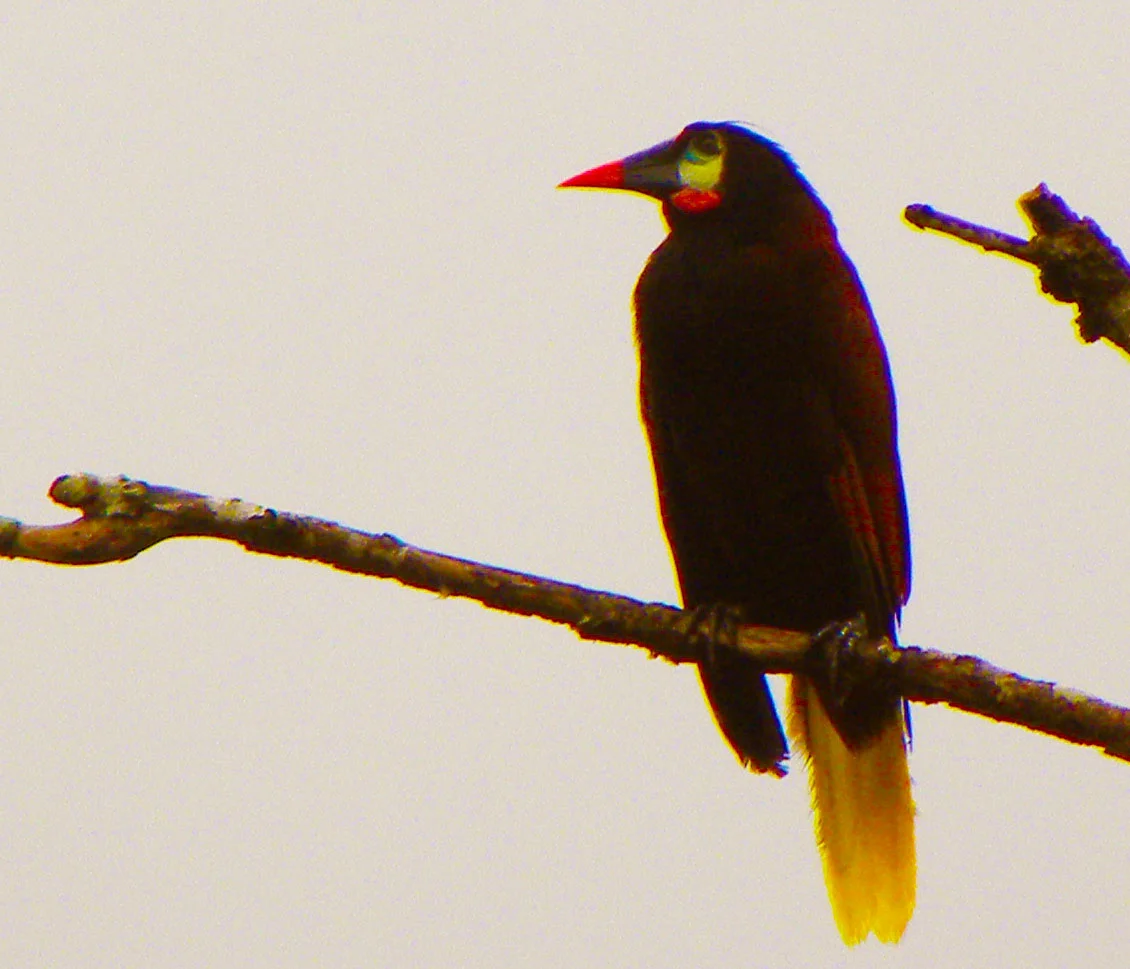 Montezuma oropendola (Psarocolius montezuma)