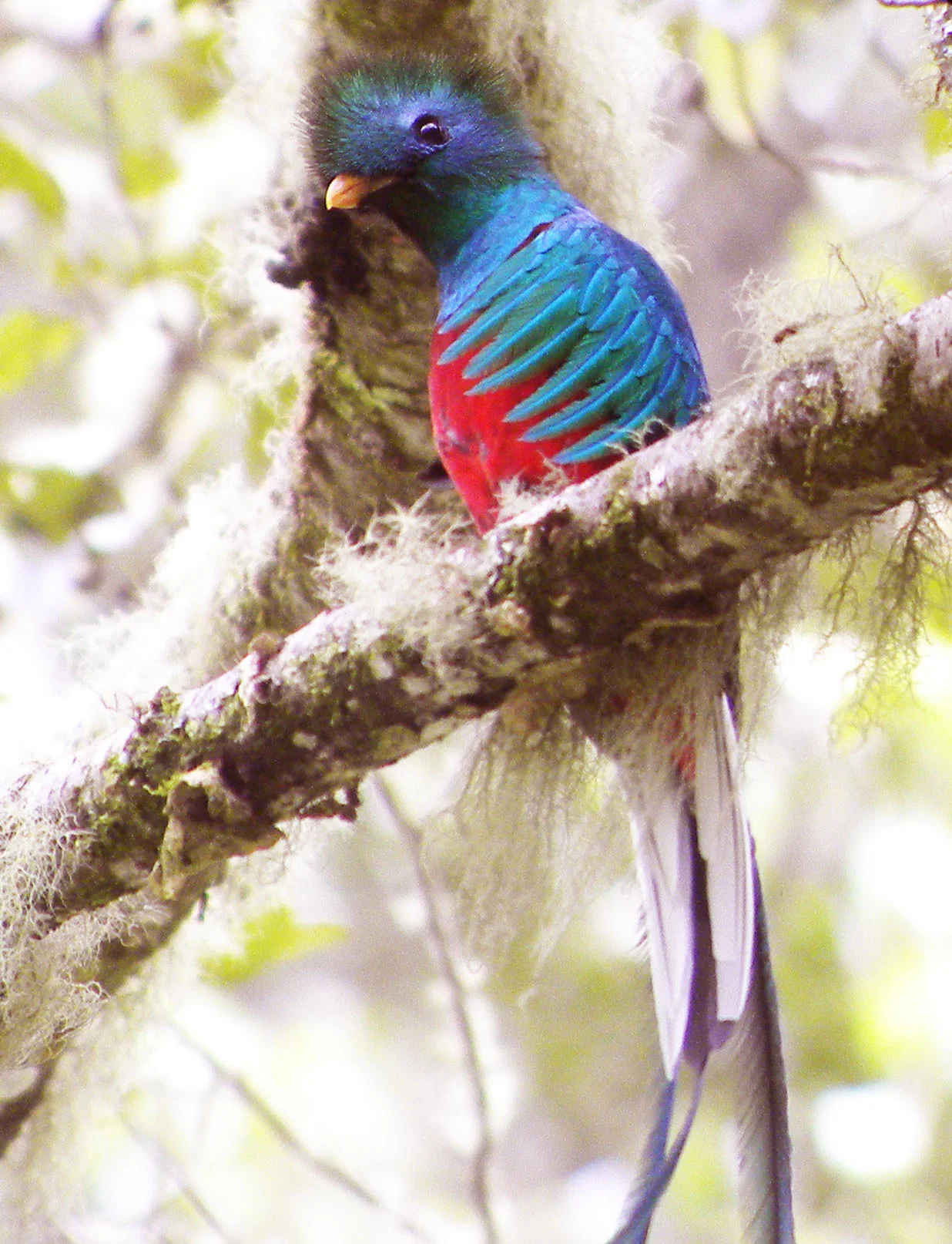 Resplendent Quetzal male (Pharomachrus mocinno)