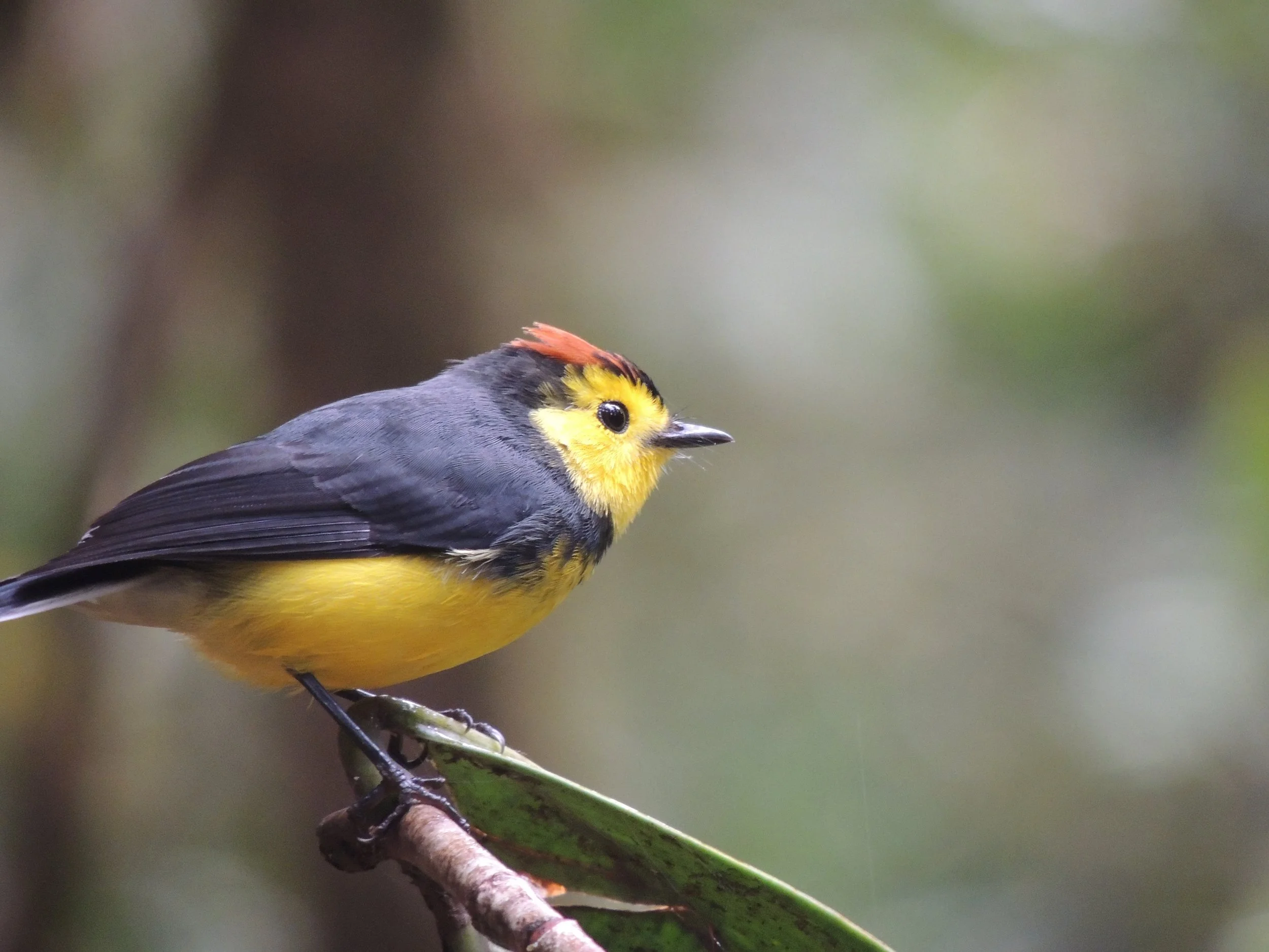 Collared redstart “amigo de hombre” (Myioborus torquatus)