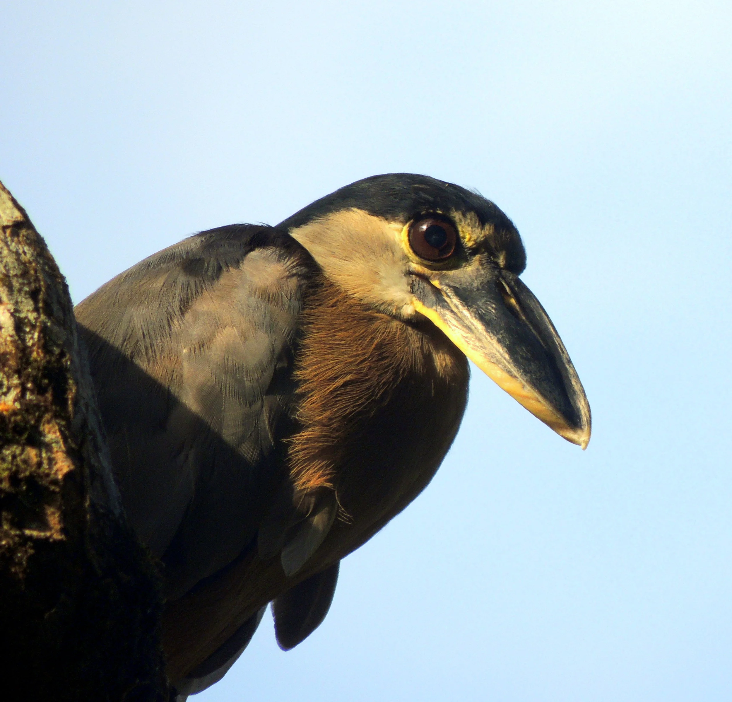 Boat-billed Heron (Cochlearius cochlearius)