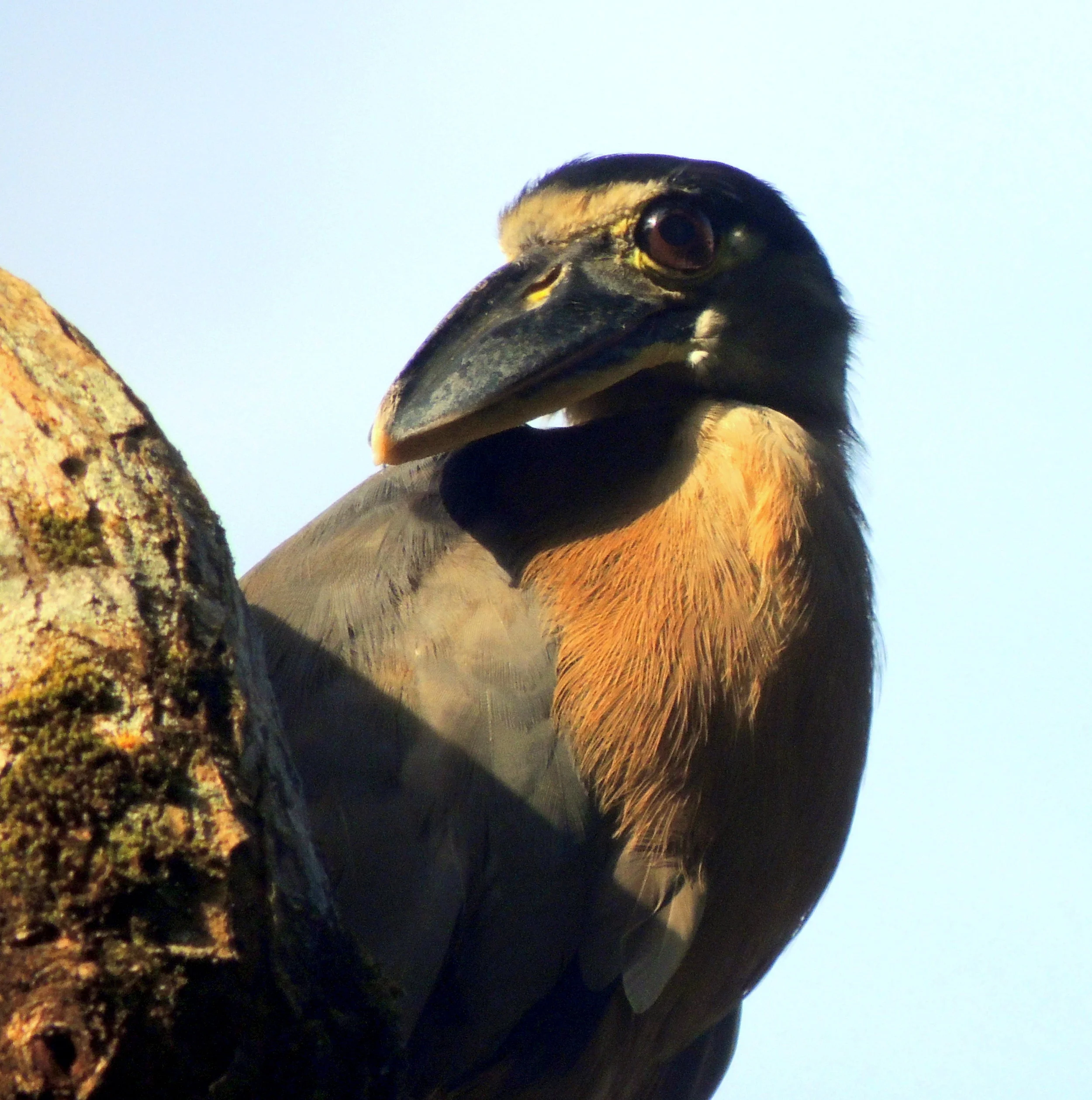 Boat-billed Heron (Cochlearius cochlearius)