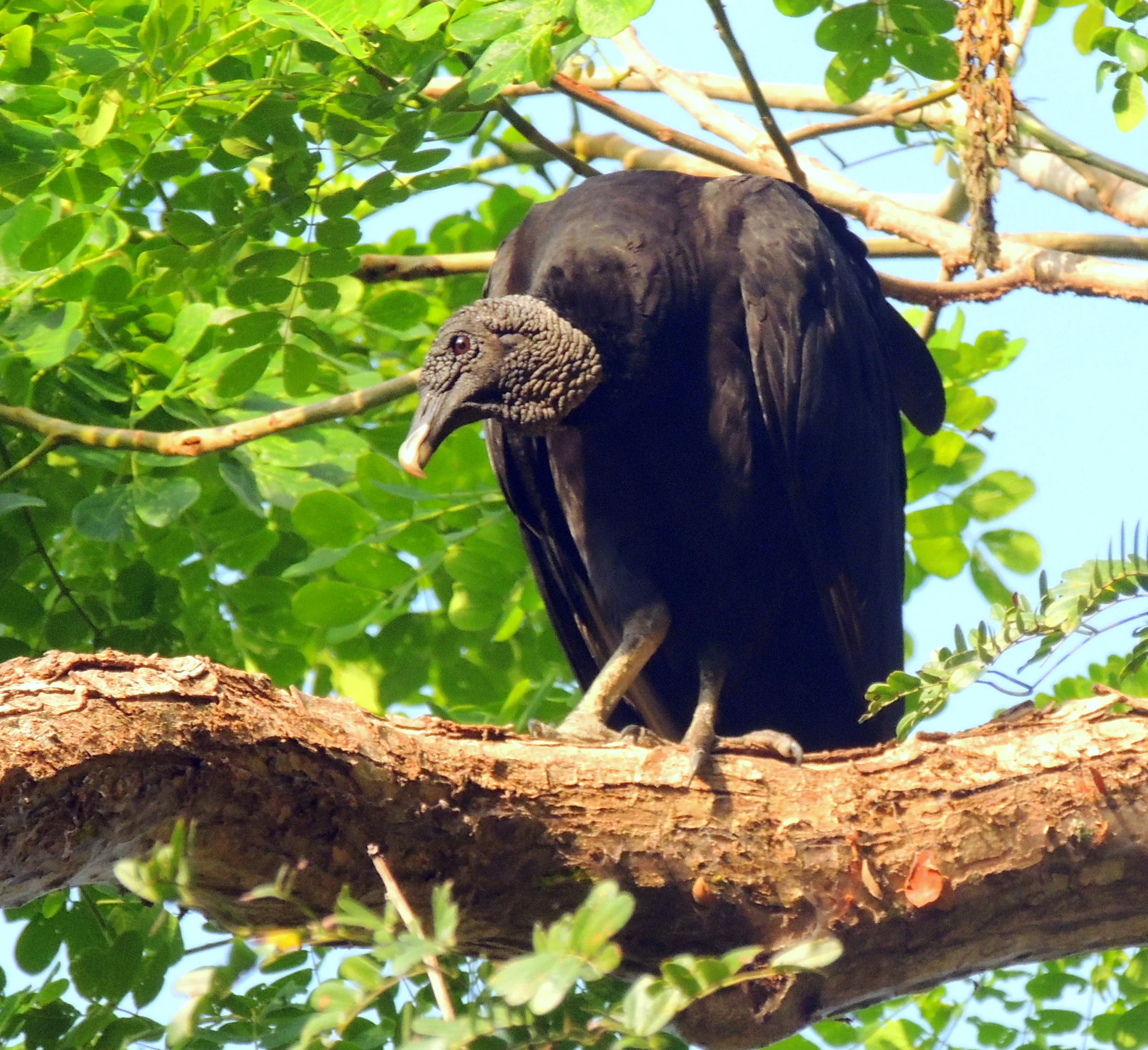 Black Vulture (Coragyps atratus)