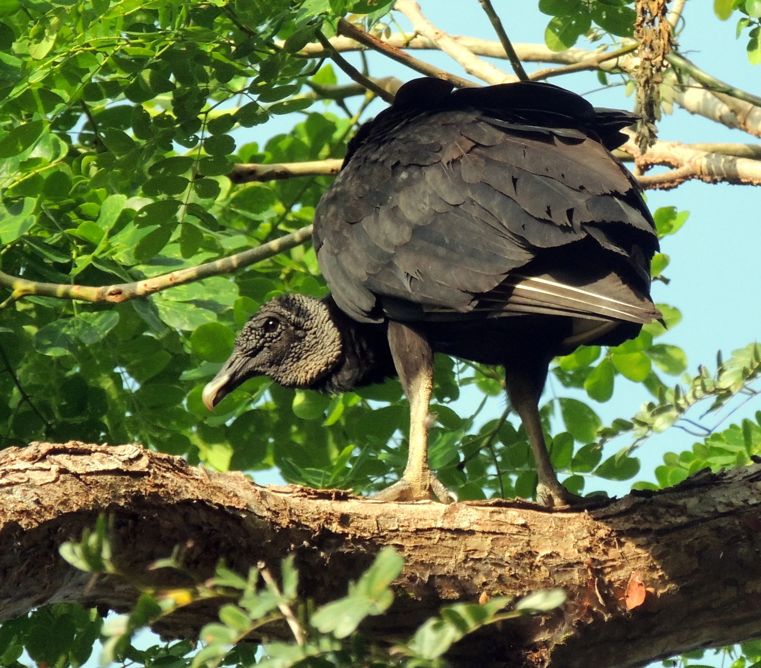Black Vulture (Coragyps atratus)