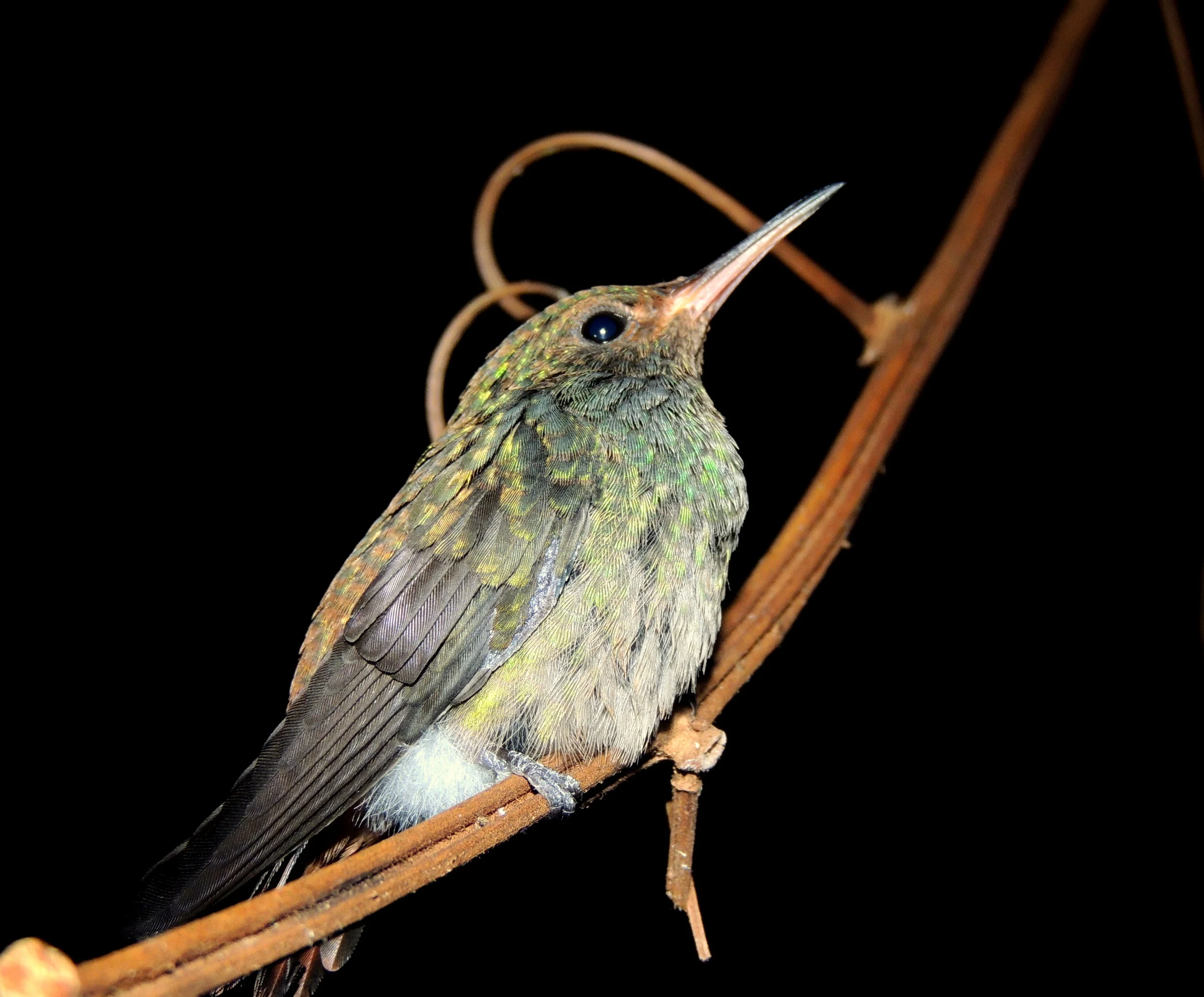 Hummingbird “sleeping” at night