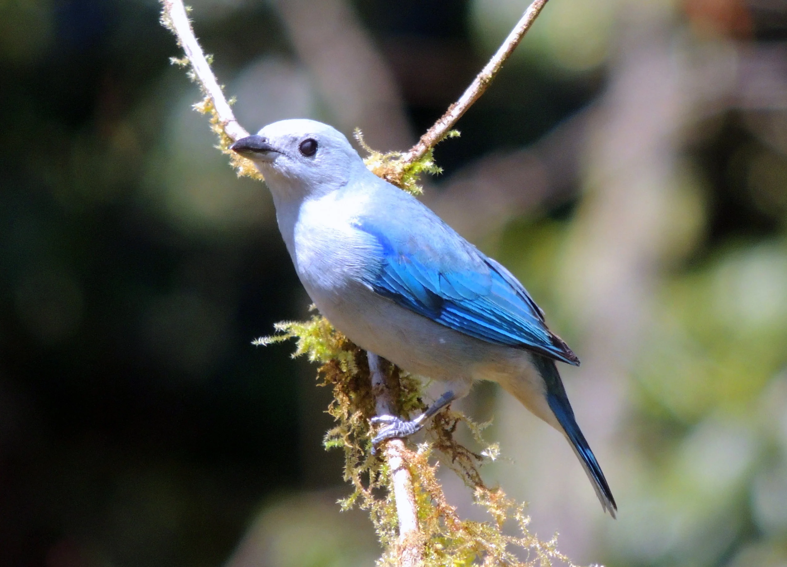 Blue-gray tanager (Thraupis episcopus)