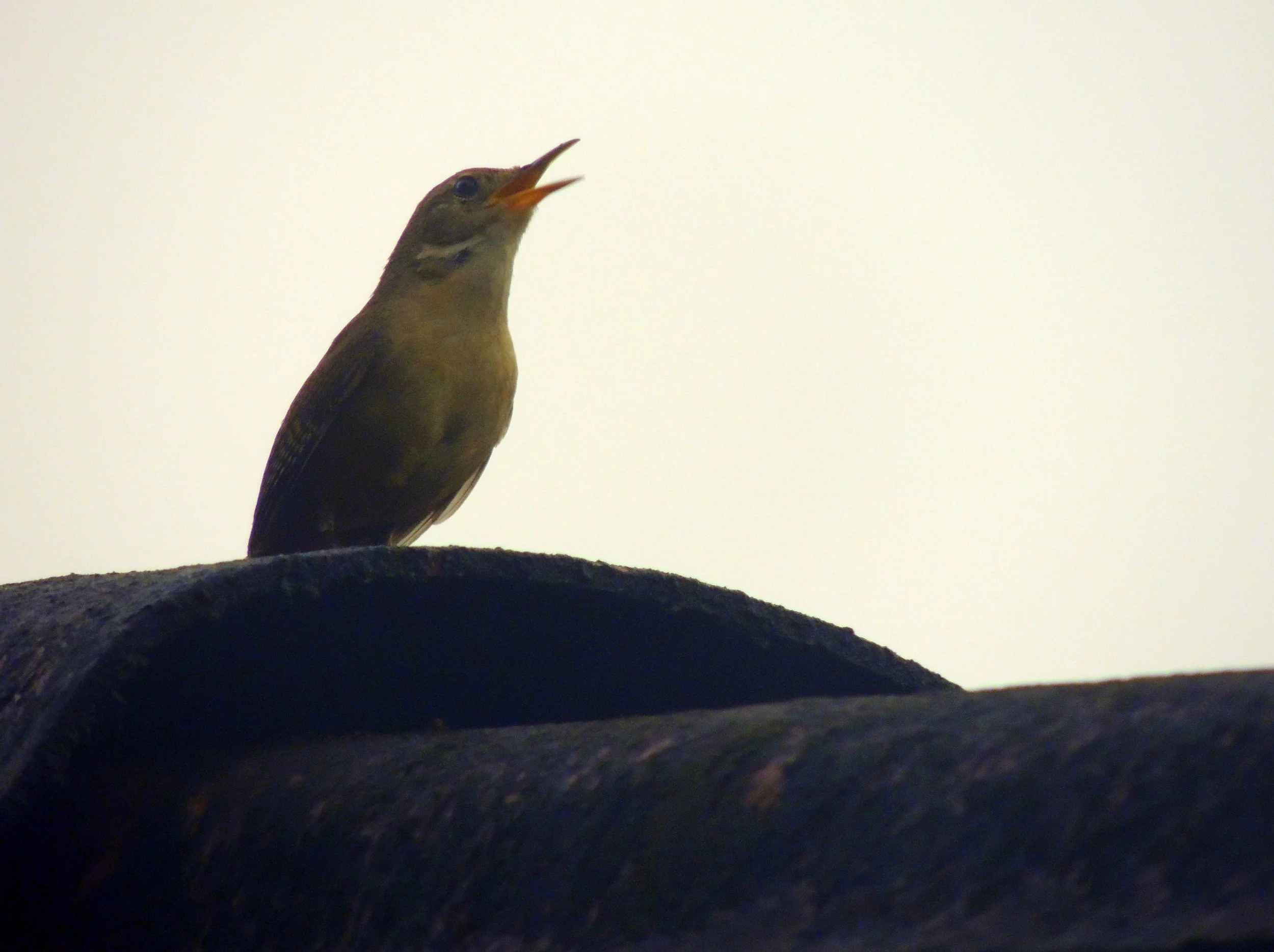 House Wren (Troglodytes aedon)