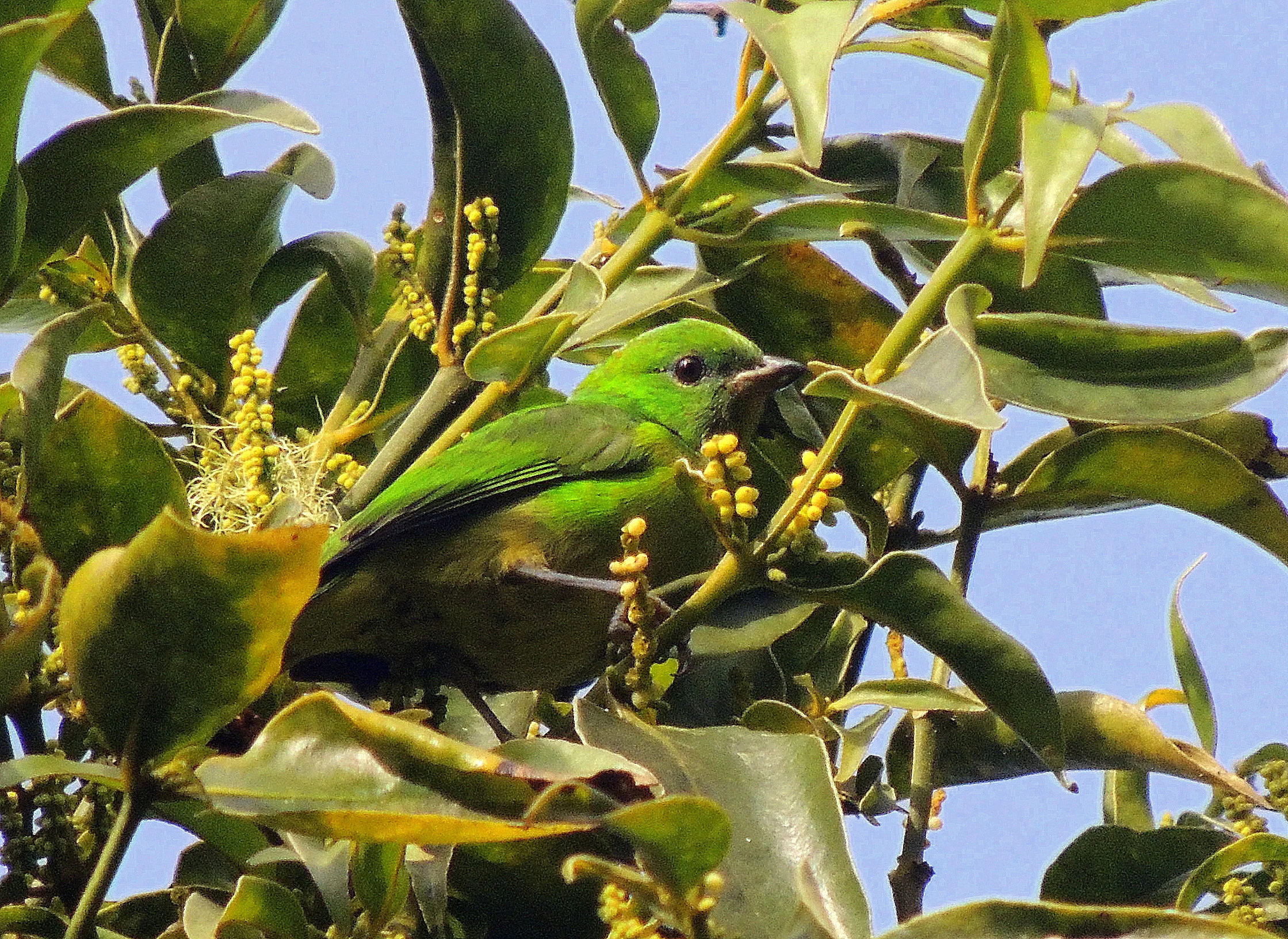 Golden-browed chlorphonia (Chlorophonia callophrys)