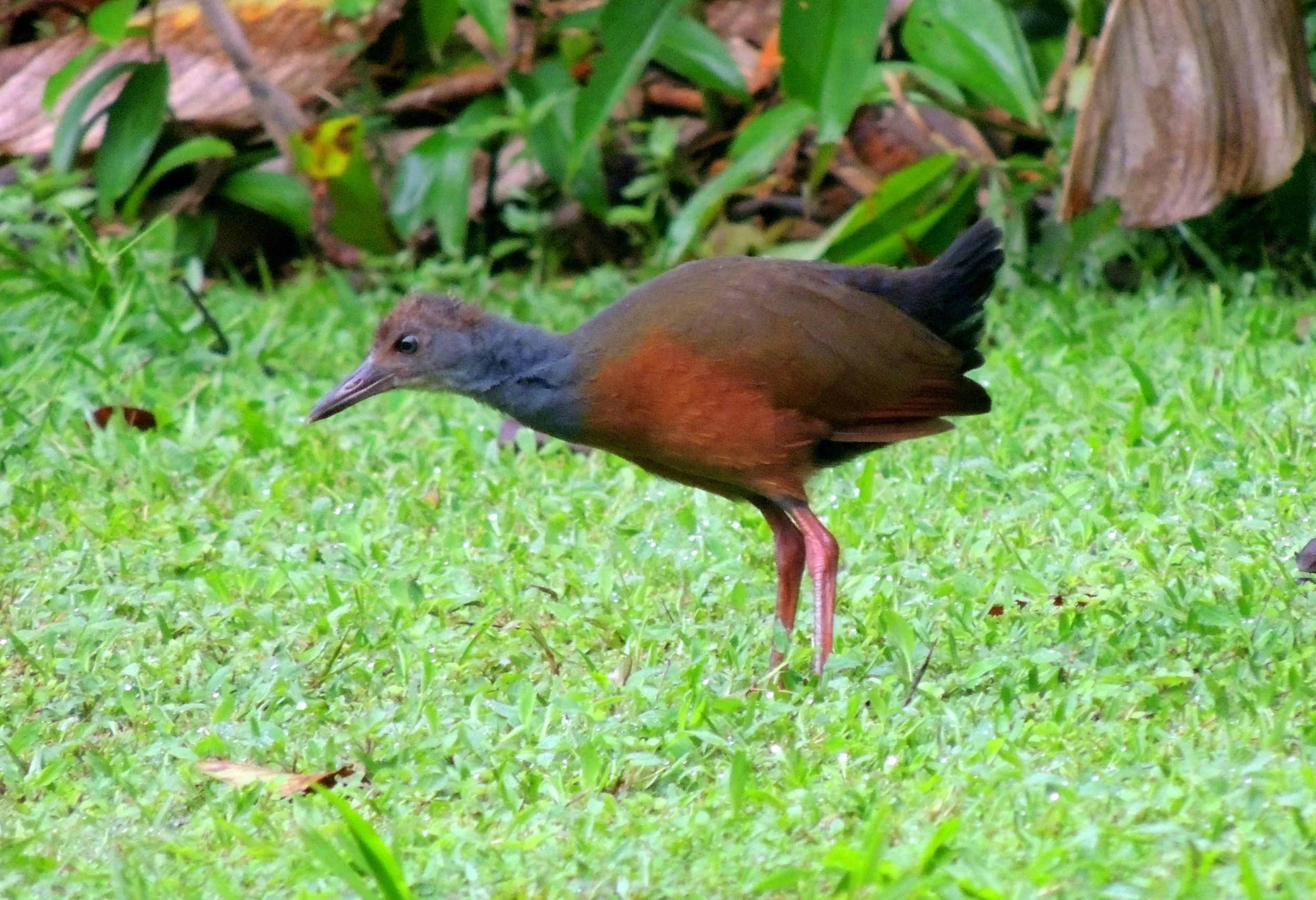 Grey-necked Wood Rail (Aramides cajaneus)