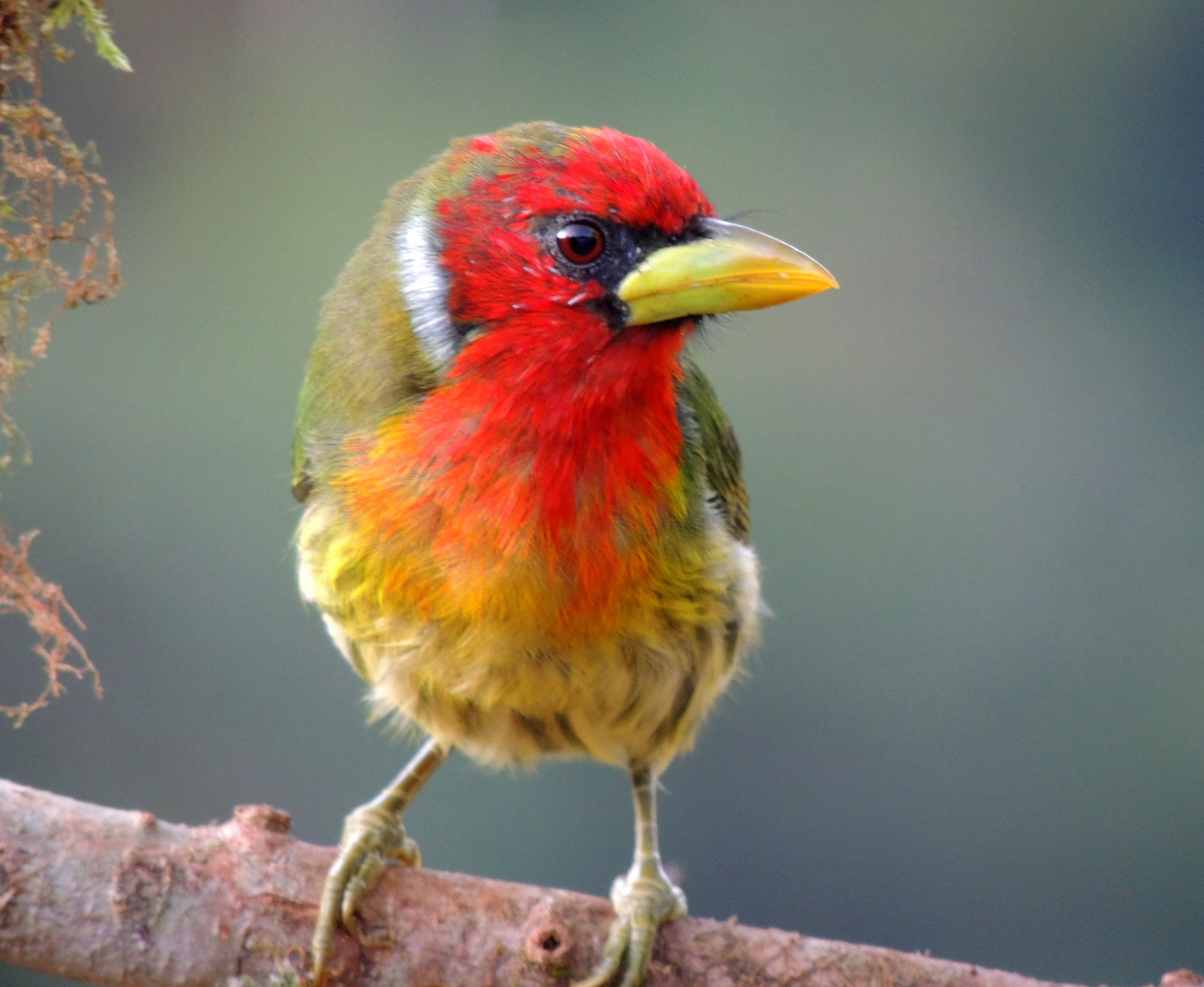 Red-headed Barbet (Eubucco bourcierii)