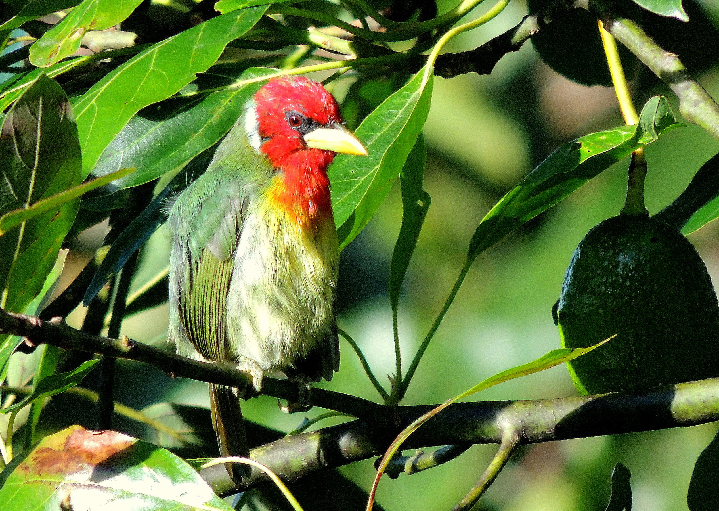 Red-headed Barbet (Eubucco bourcierii)