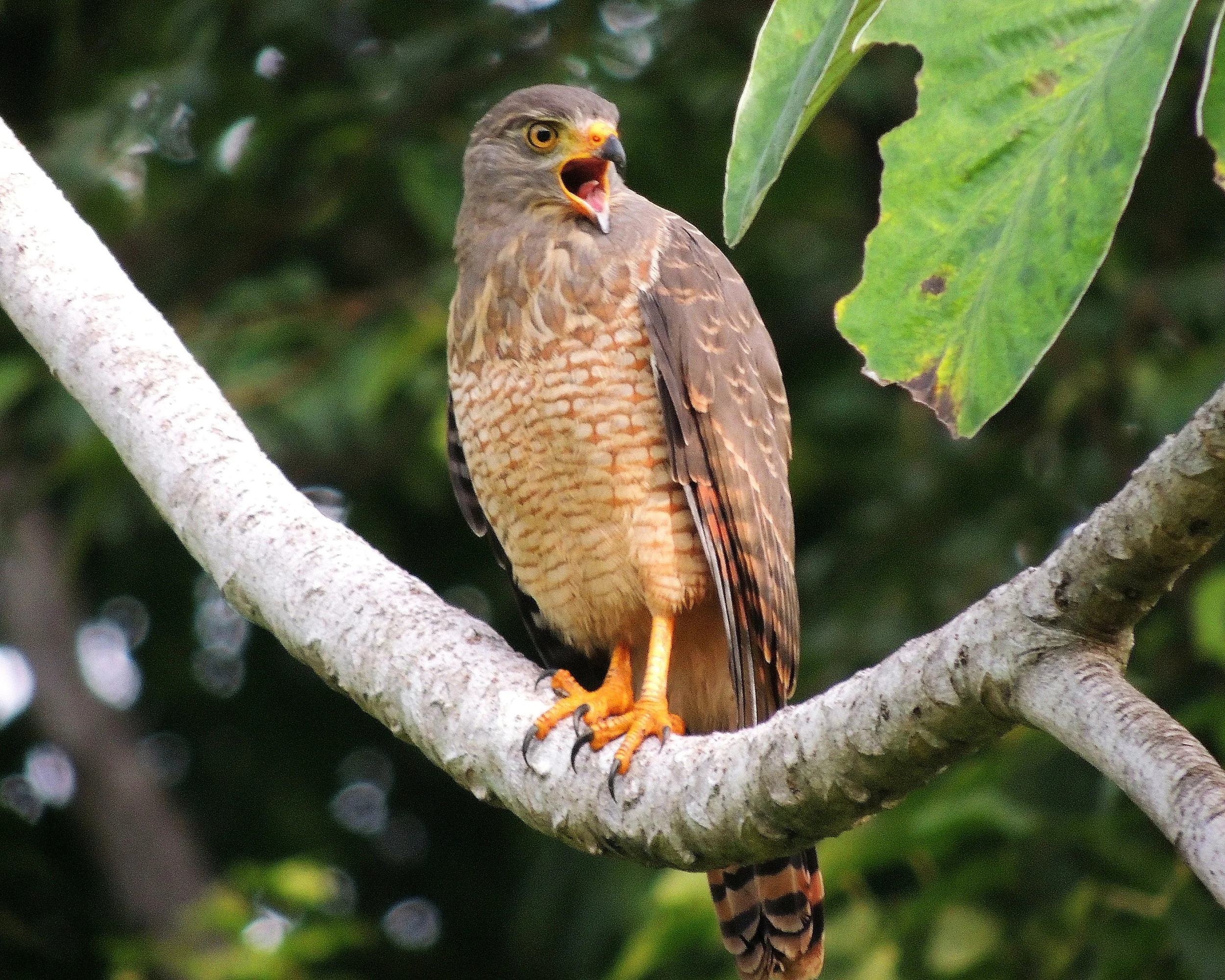 Roadside Hawk (Rupornis magnirostris)