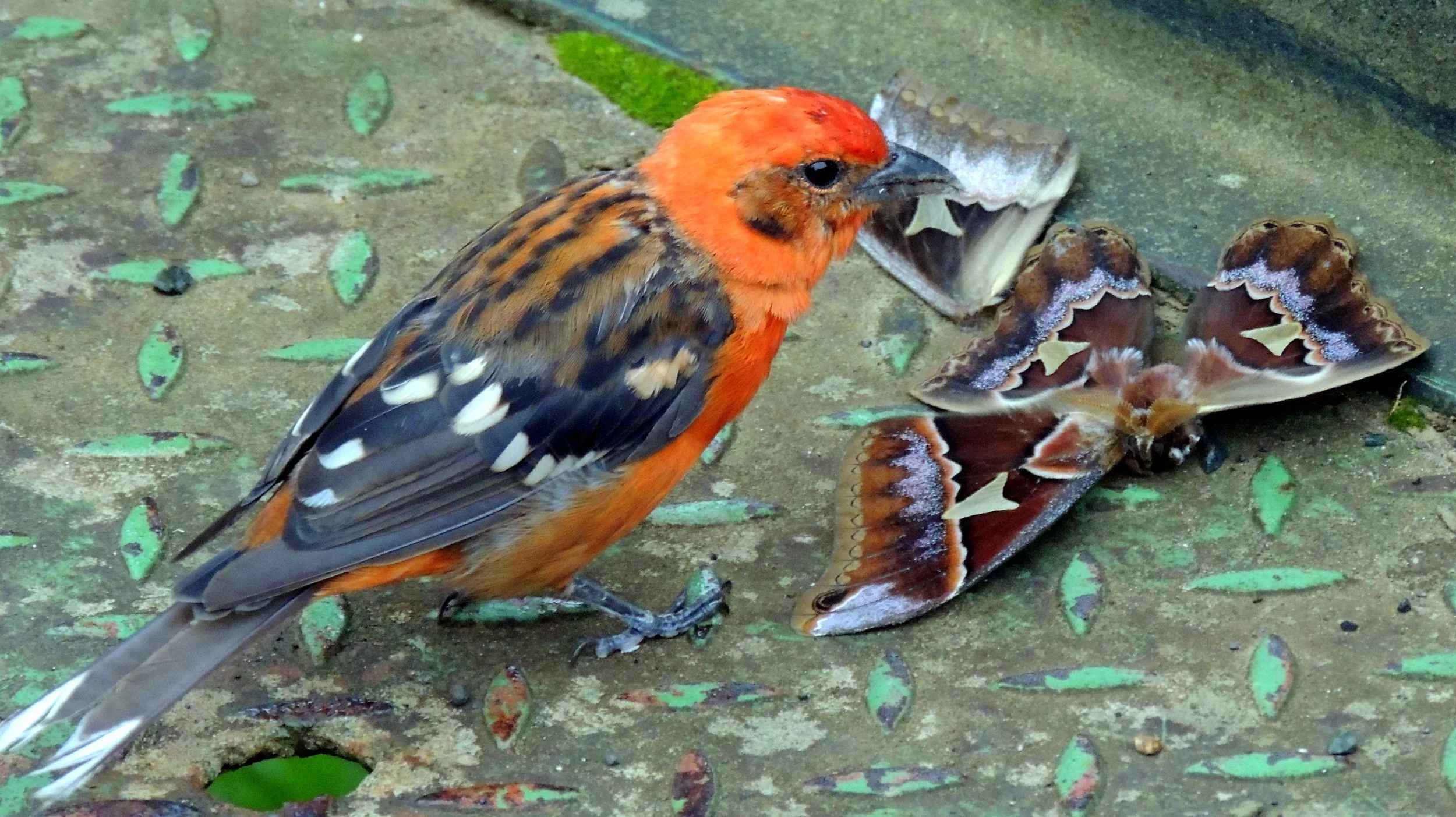 Flame-colored tanager (Piranga bidentata)