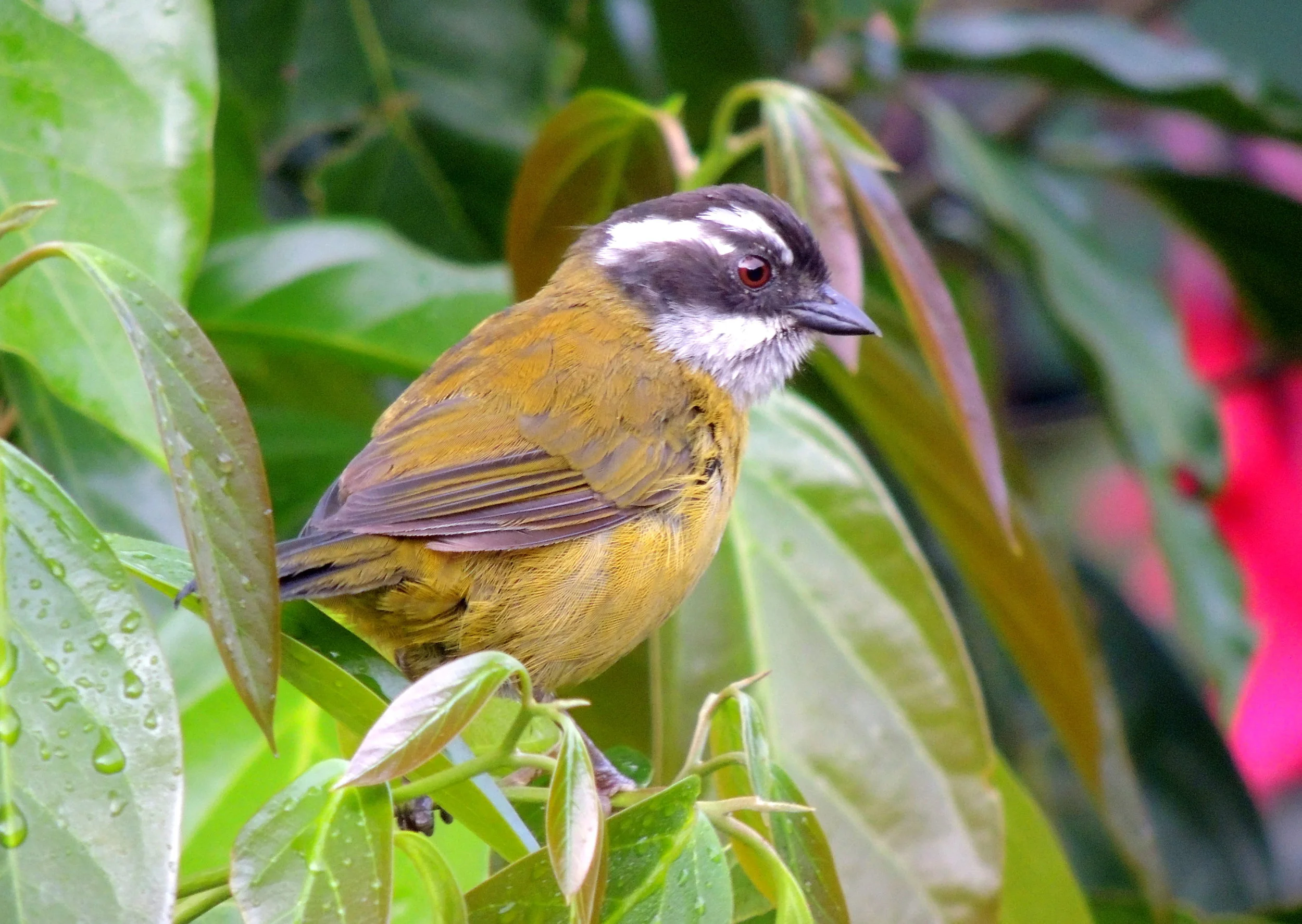 Sooty-capped Bush Tanager (Chlorospingus pileatus)