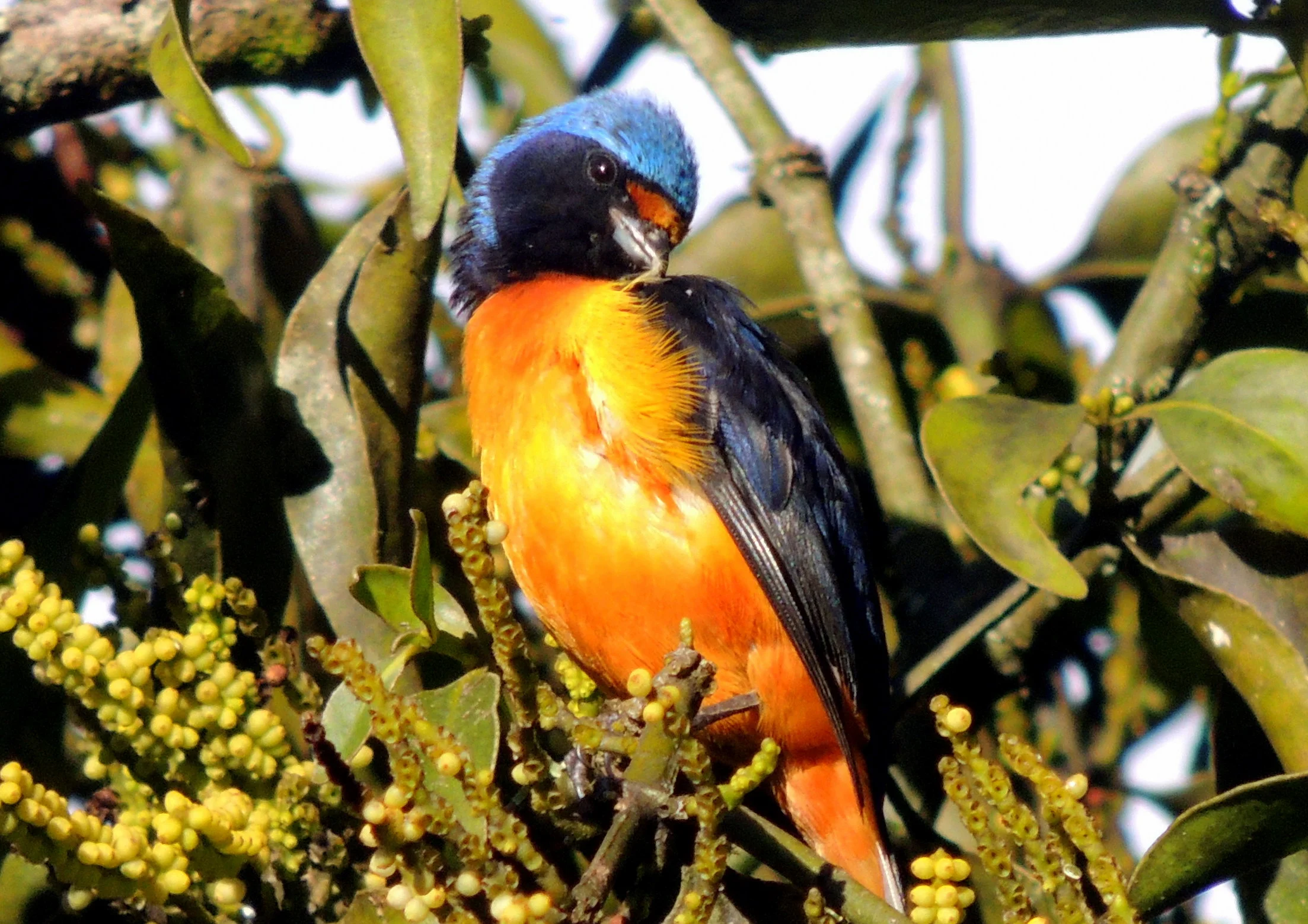 Elegant Euphonia (Euphonia elegantissima)