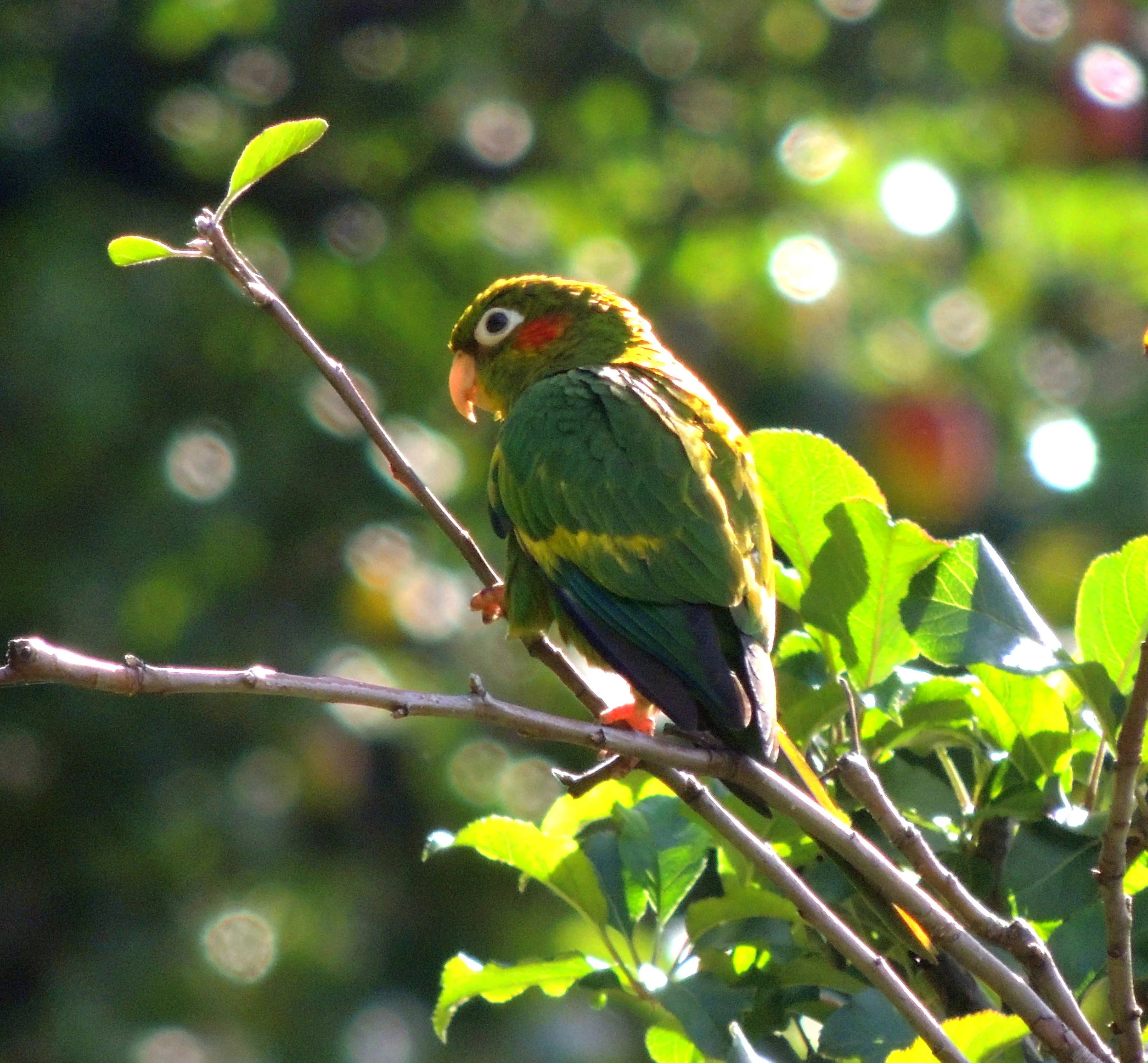 Sulphur-winged Parakeet (Pyrrhura hoffmanni)