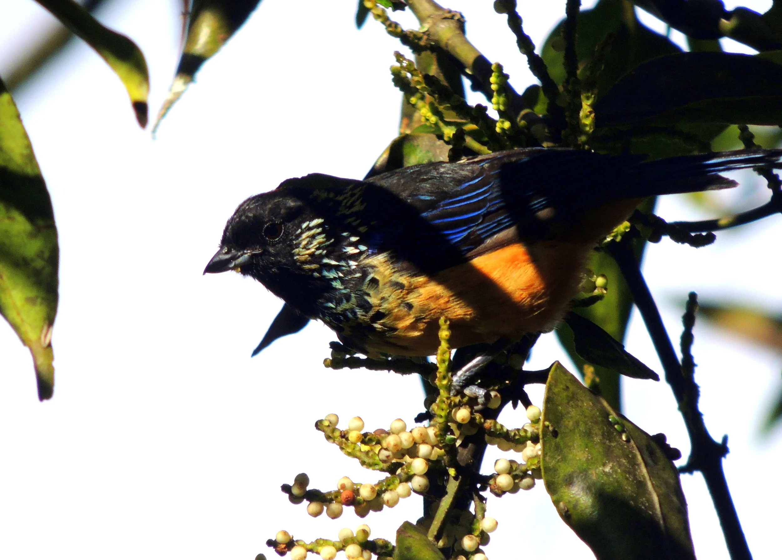 Spangle-cheeked Tanager (Tangara dowii)