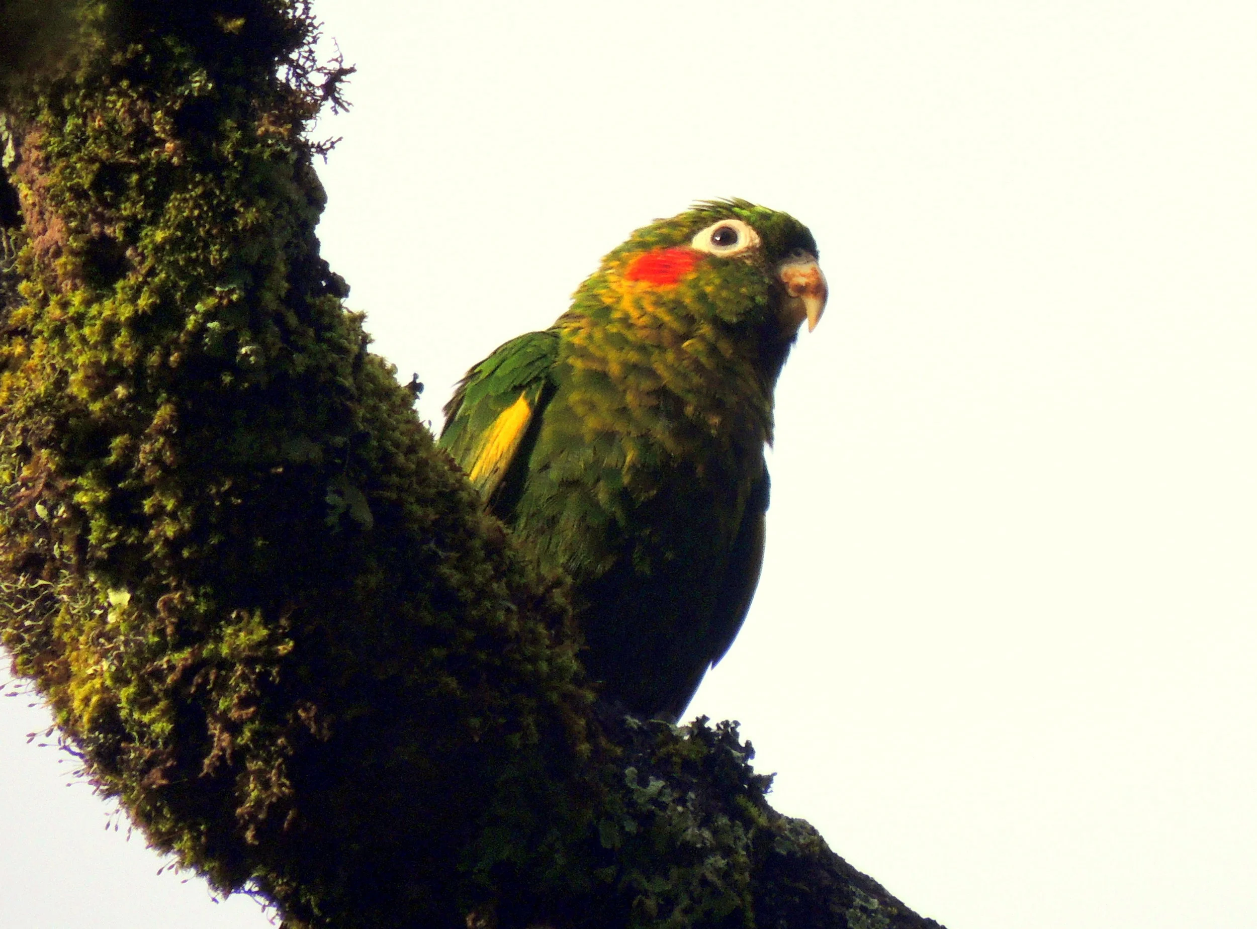 Sulphur-winged Parakeet (Pyrrhura hoffmanni)