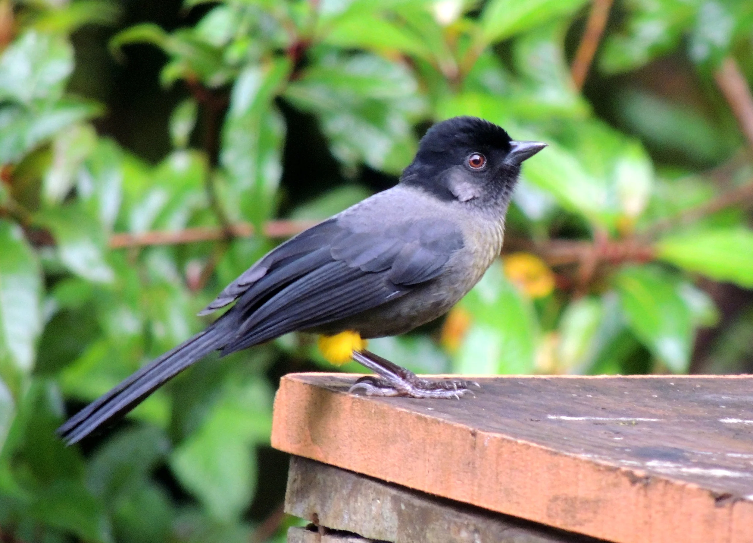 Yellow-thighed Finch (Pselliophorus tibialis)