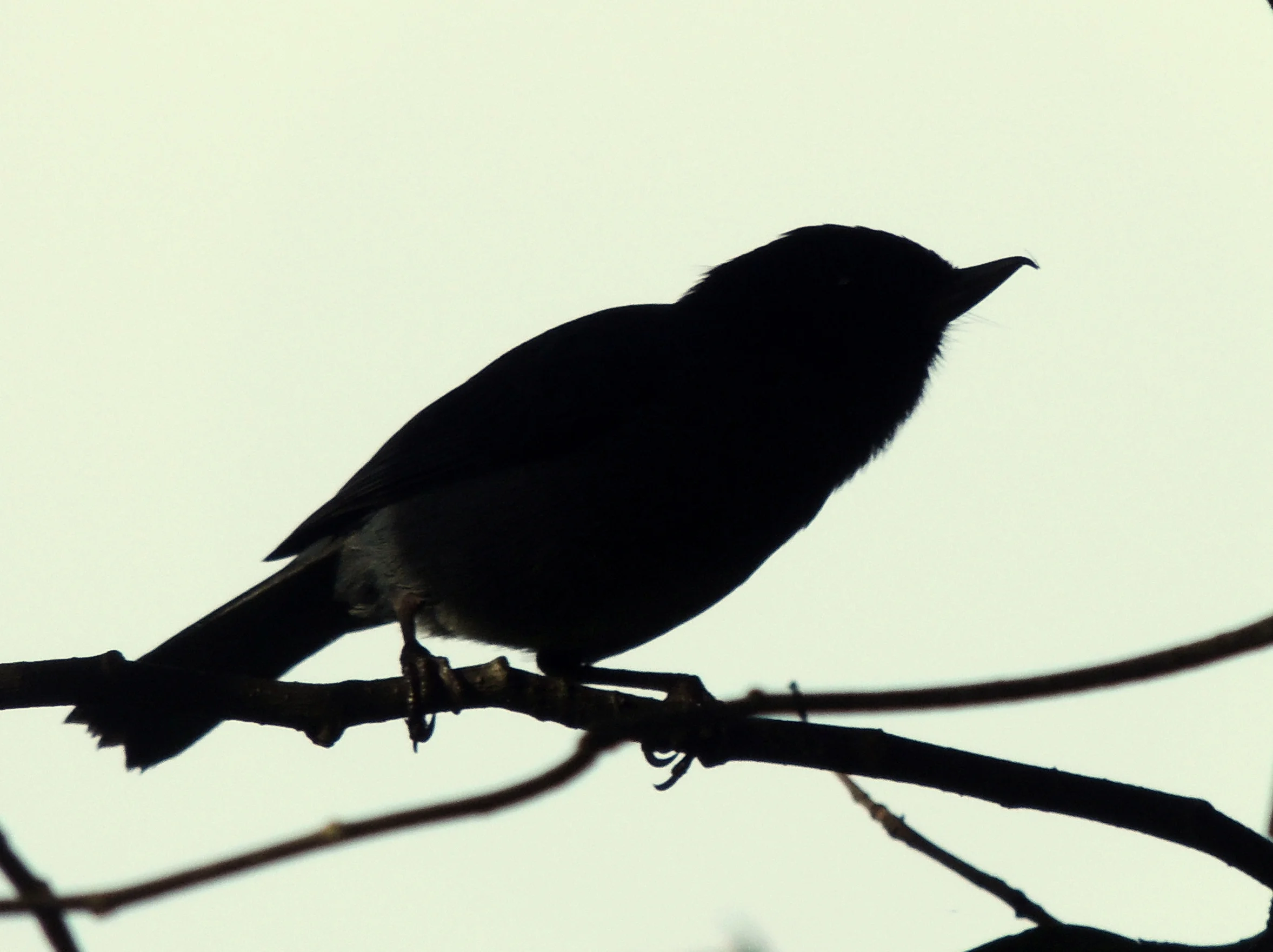 Slaty flowerpiercer male (Diglossa plumbea)