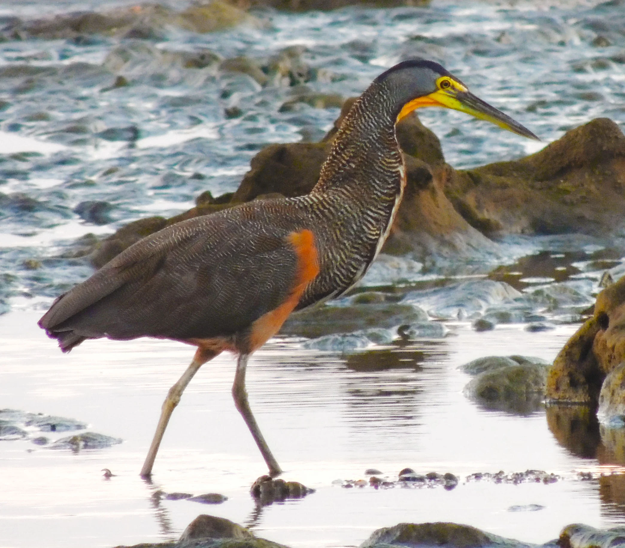 Bare-throated Tiger Heron (Tigrisoma mexicanum)