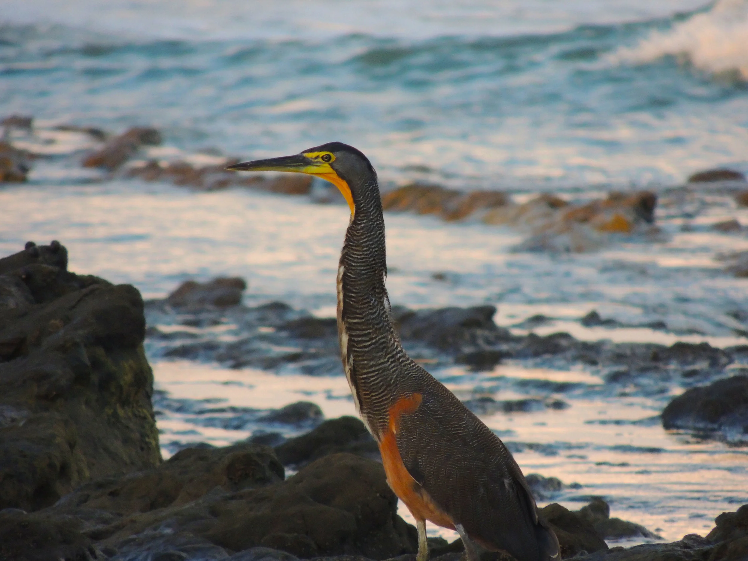 Bare-throated Tiger Heron (Tigrisoma mexicanum)