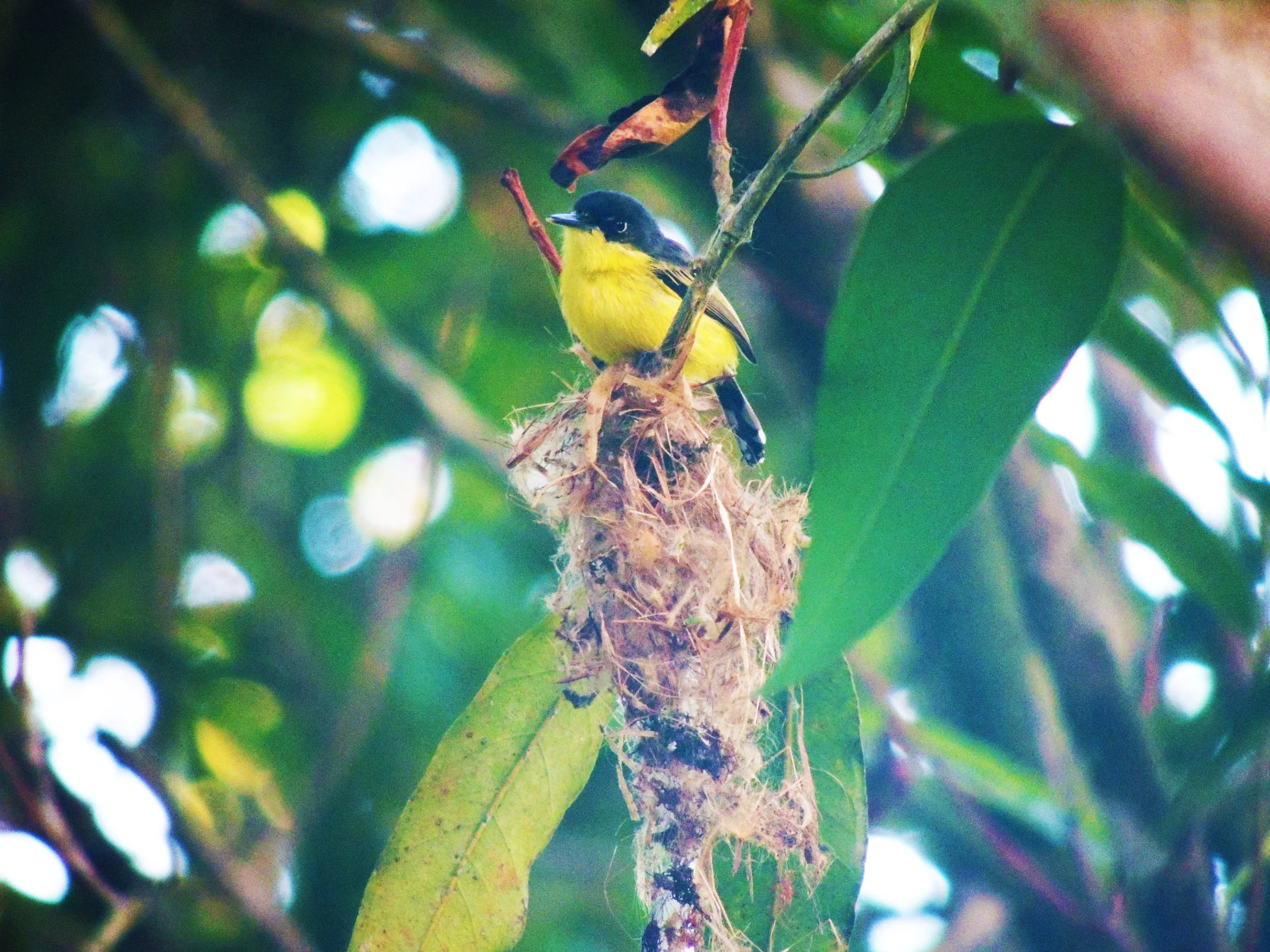 Black-headed Tody-Flycatcher (Todirostrum nigriceps)