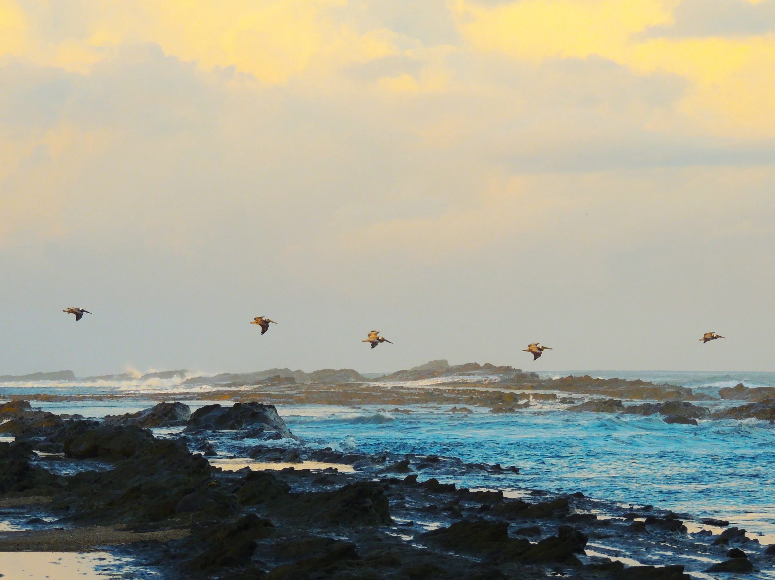 Brown Pelican (Pelecanus occidentalis)