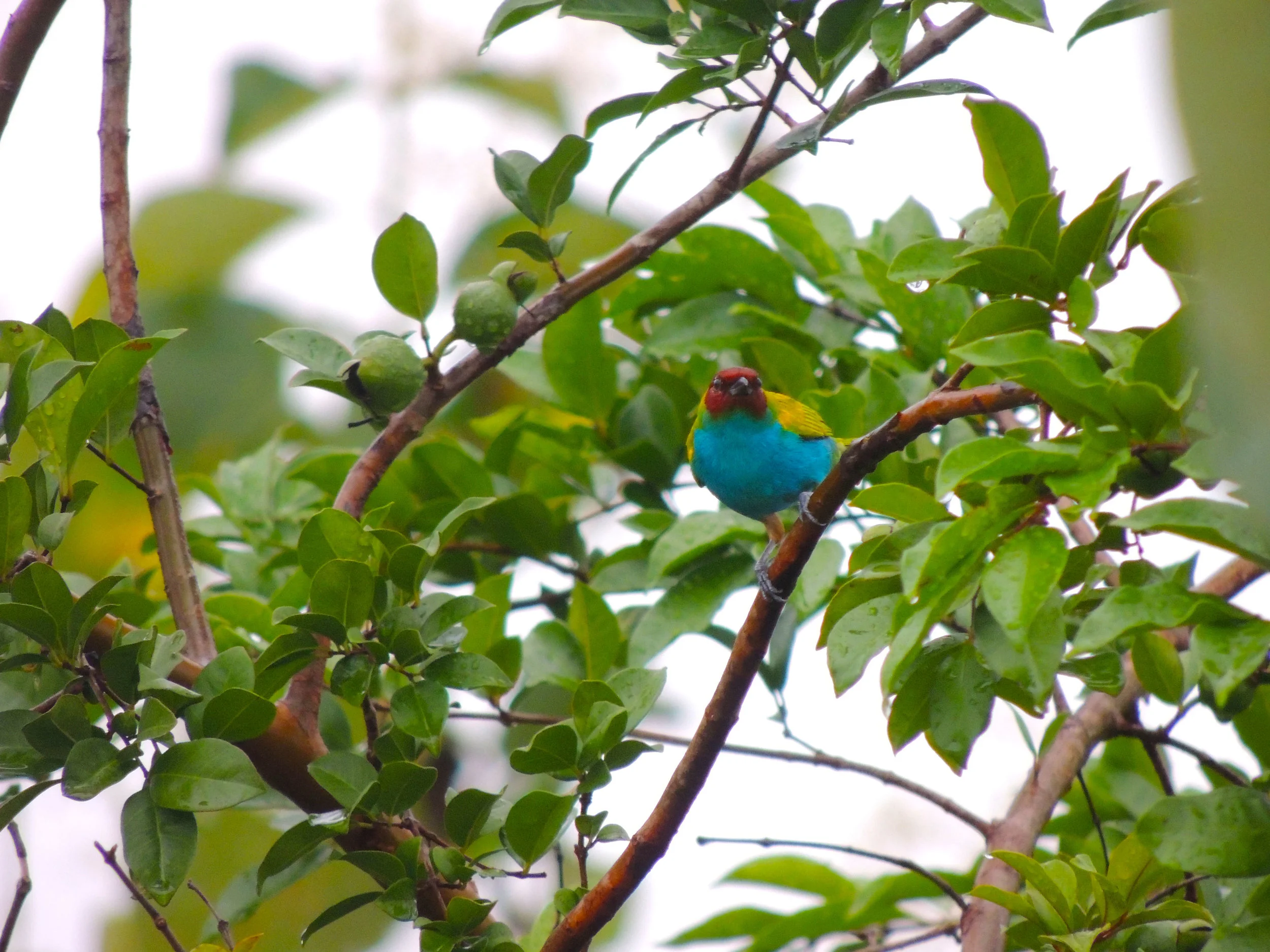 Bay-headed Tanager (Tangara gyrola)