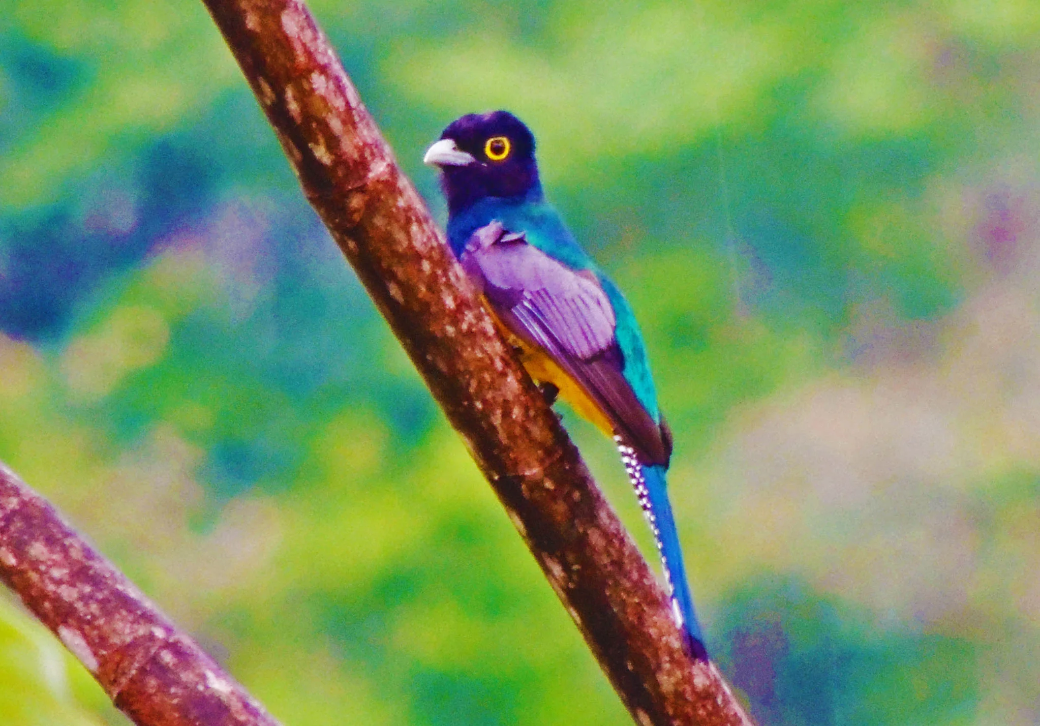 Violaceous Trogon (Trogon violaceus)