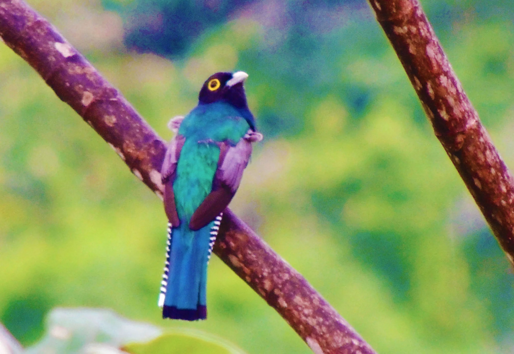 Violaceous Trogon (Trogon violaceus)
