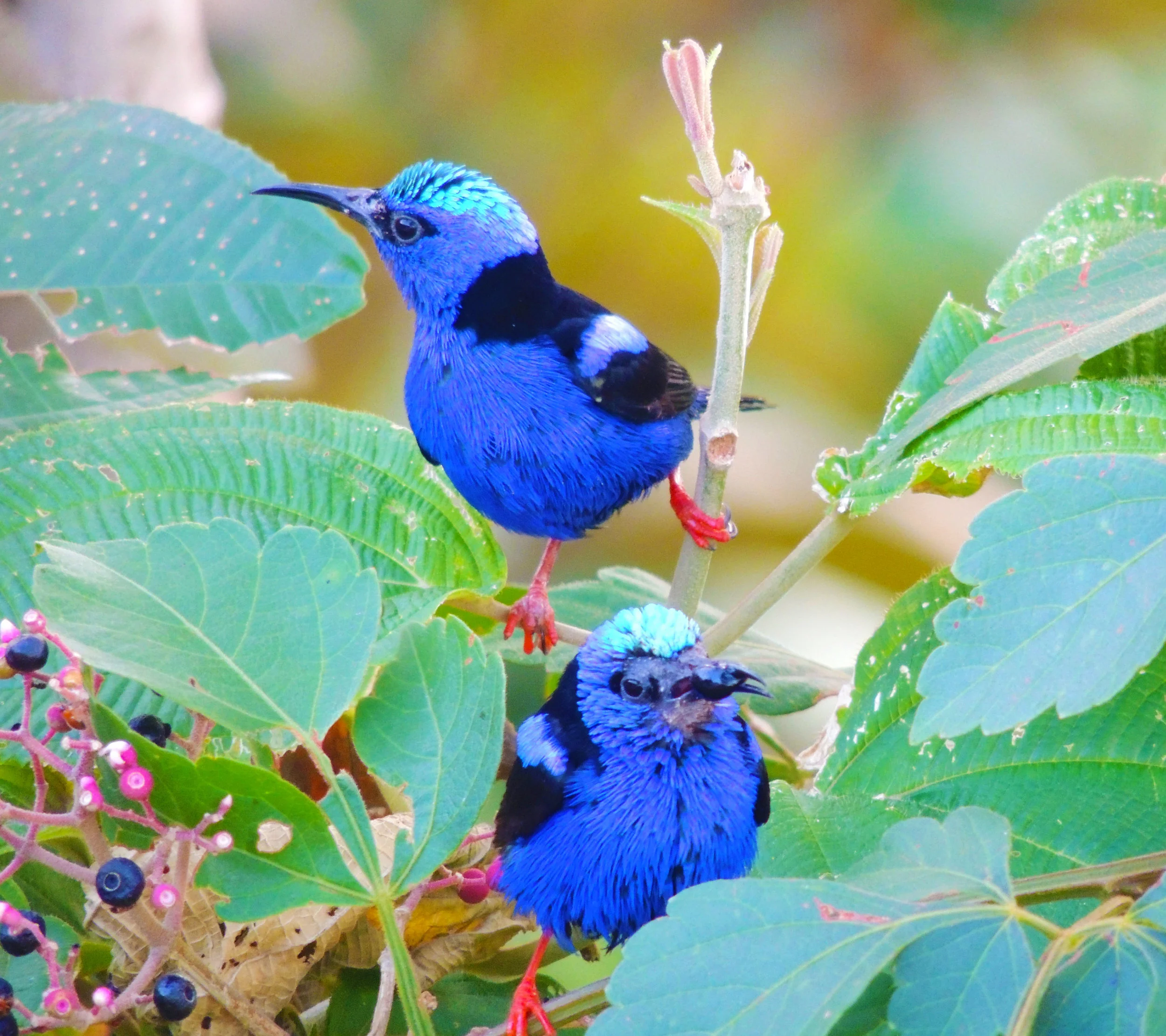 Red-legged Honeycreeper (Cyanerpes cyaneus)