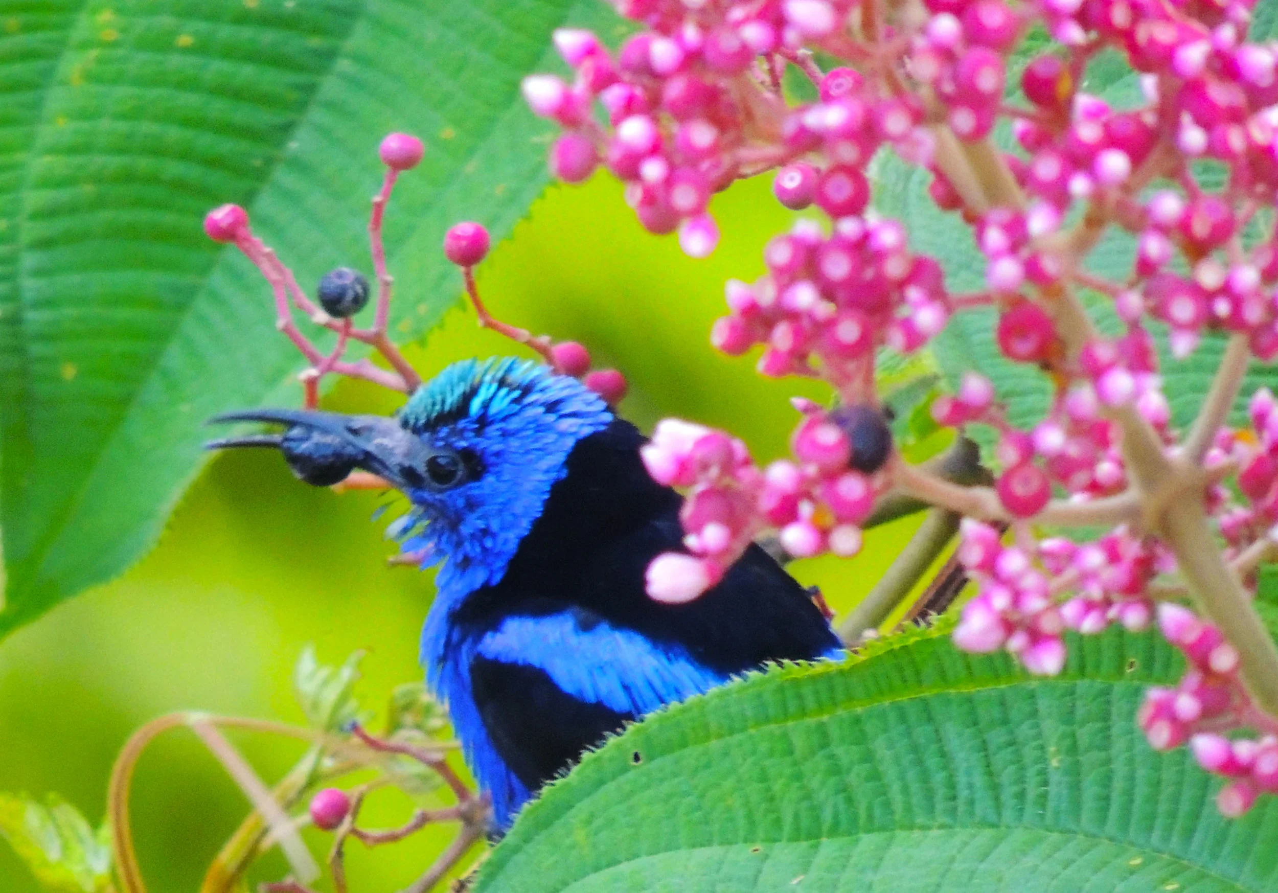 Red-legged Honeycreeper (Cyanerpes cyaneus)