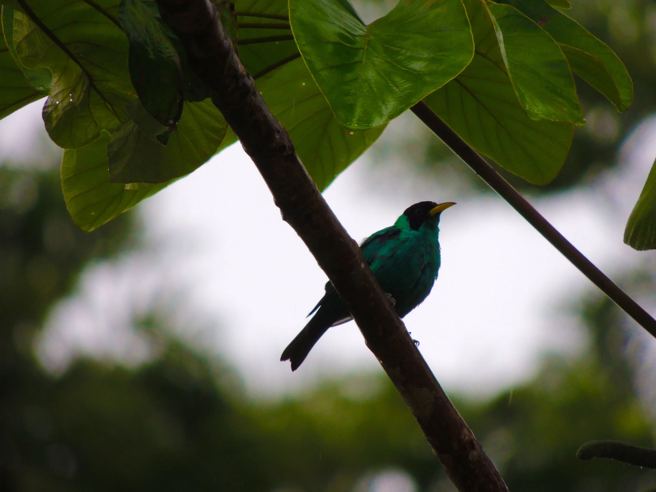 Green Honeycreeper (Chlorophanes spiza)