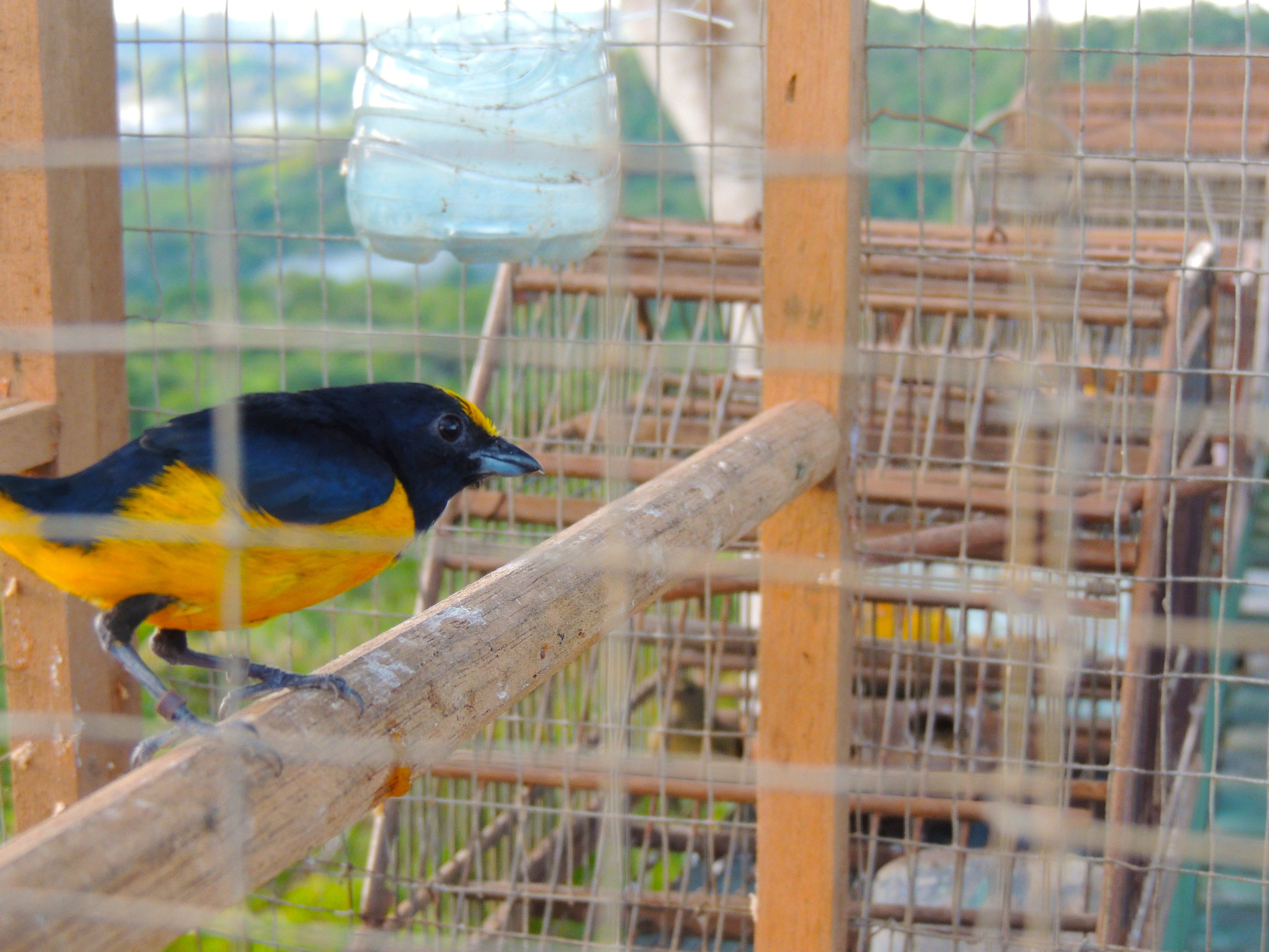 Spot-crowned euphonia (Euphonia imitans)