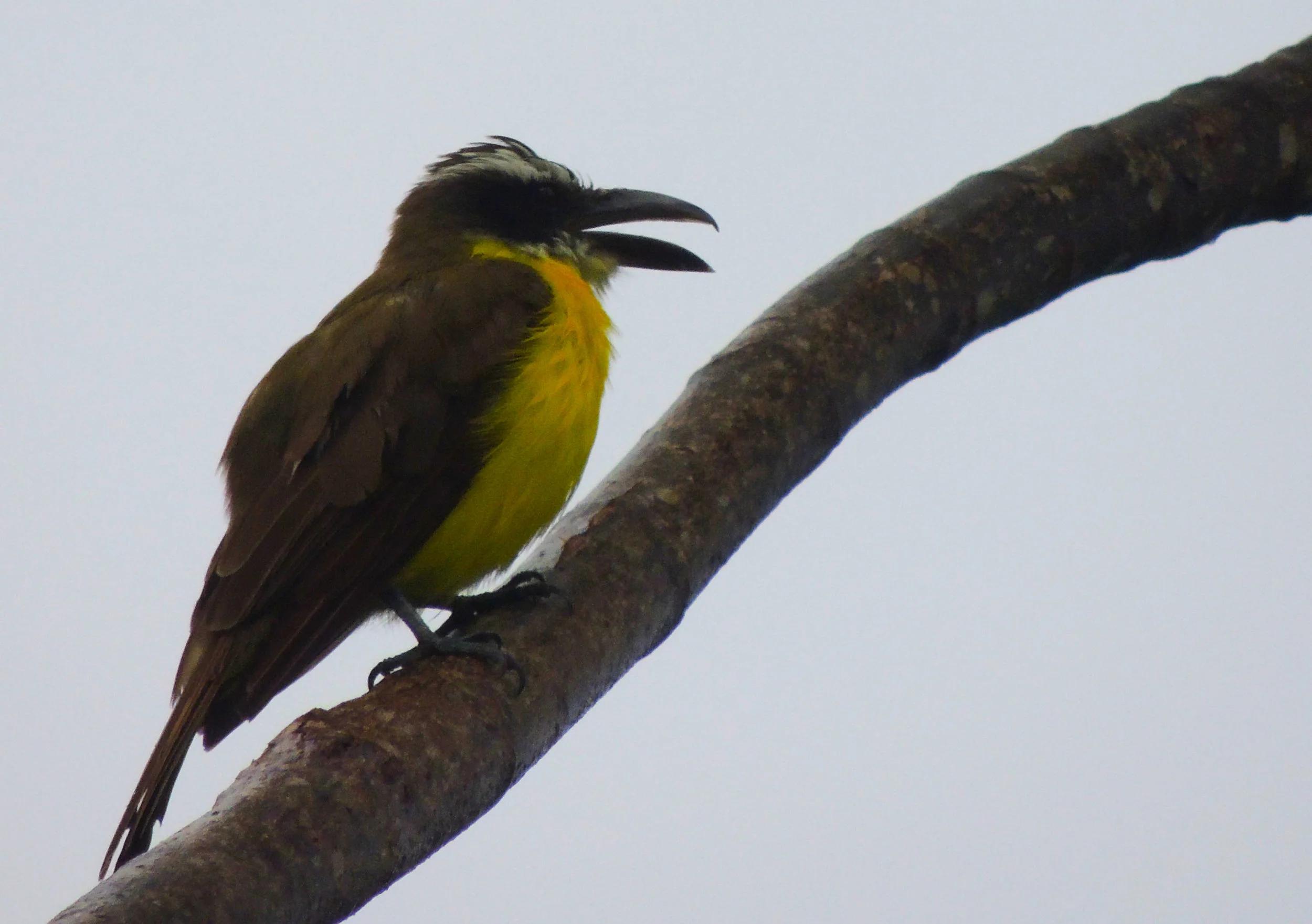 Boat-billed Flycatcher (Megarynchus pitangua)