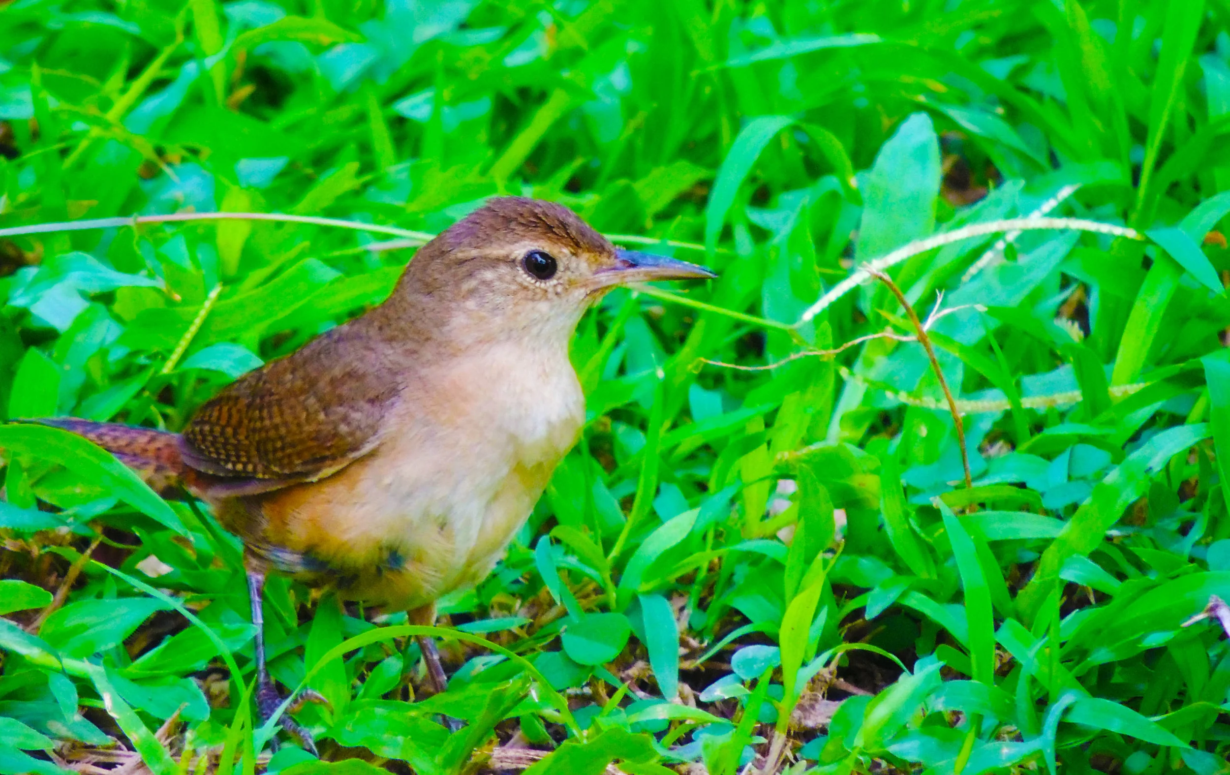 House Wren (Troglodytes aedon)