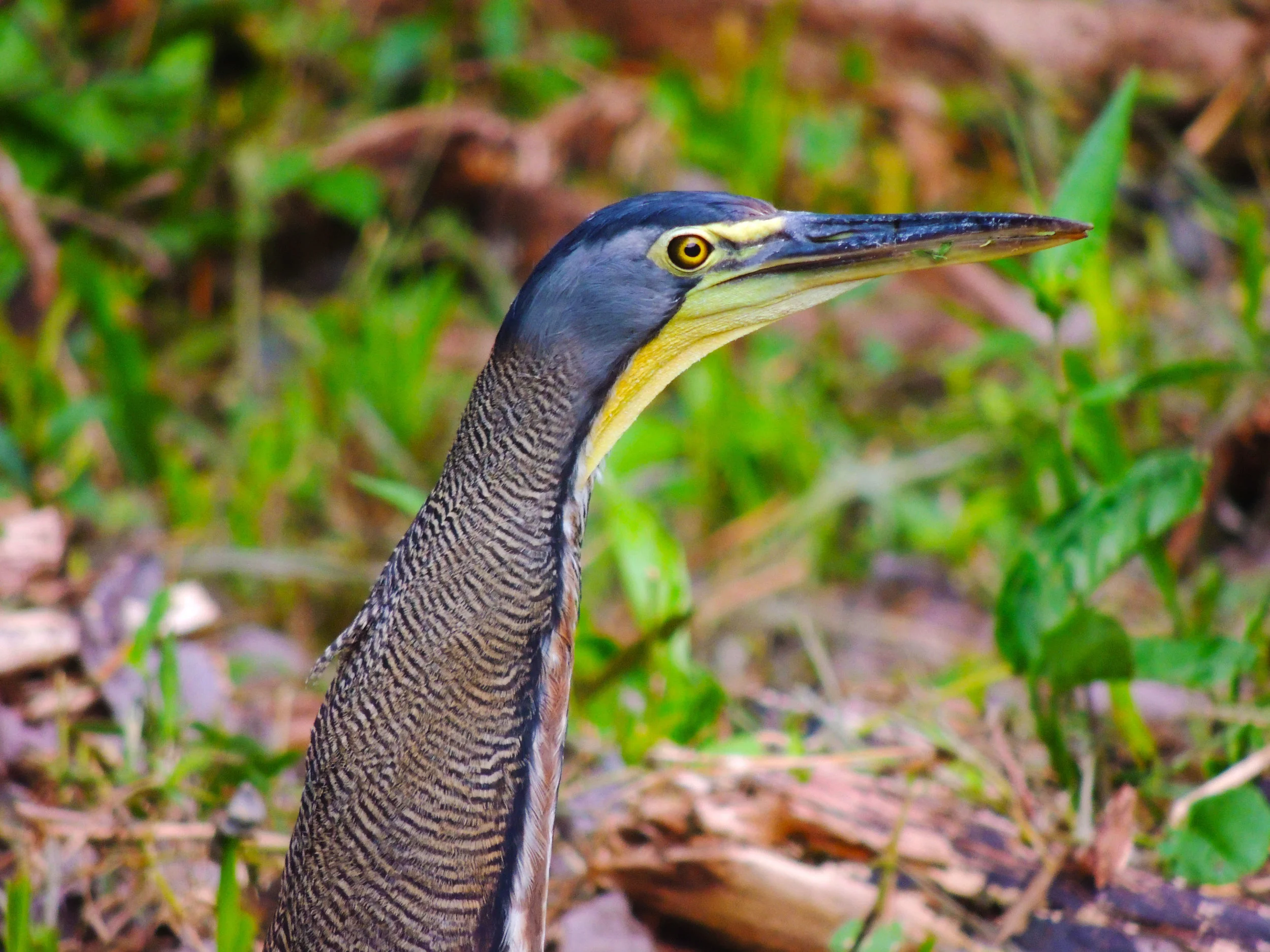 Bare-throated Tiger Heron (Tigrisoma mexicanum)