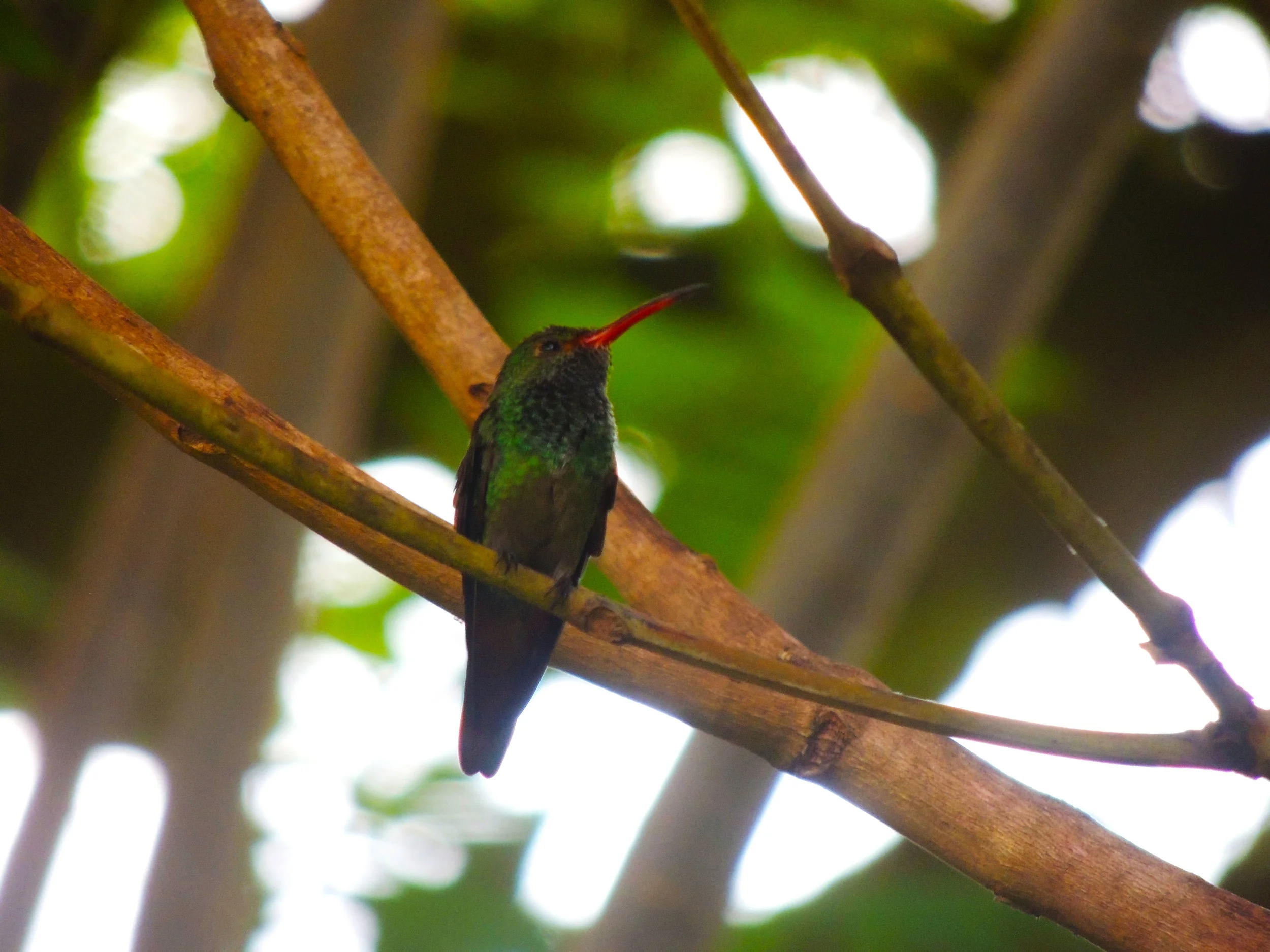 Blue-throated Goldentail (Hylocharis eliciae)