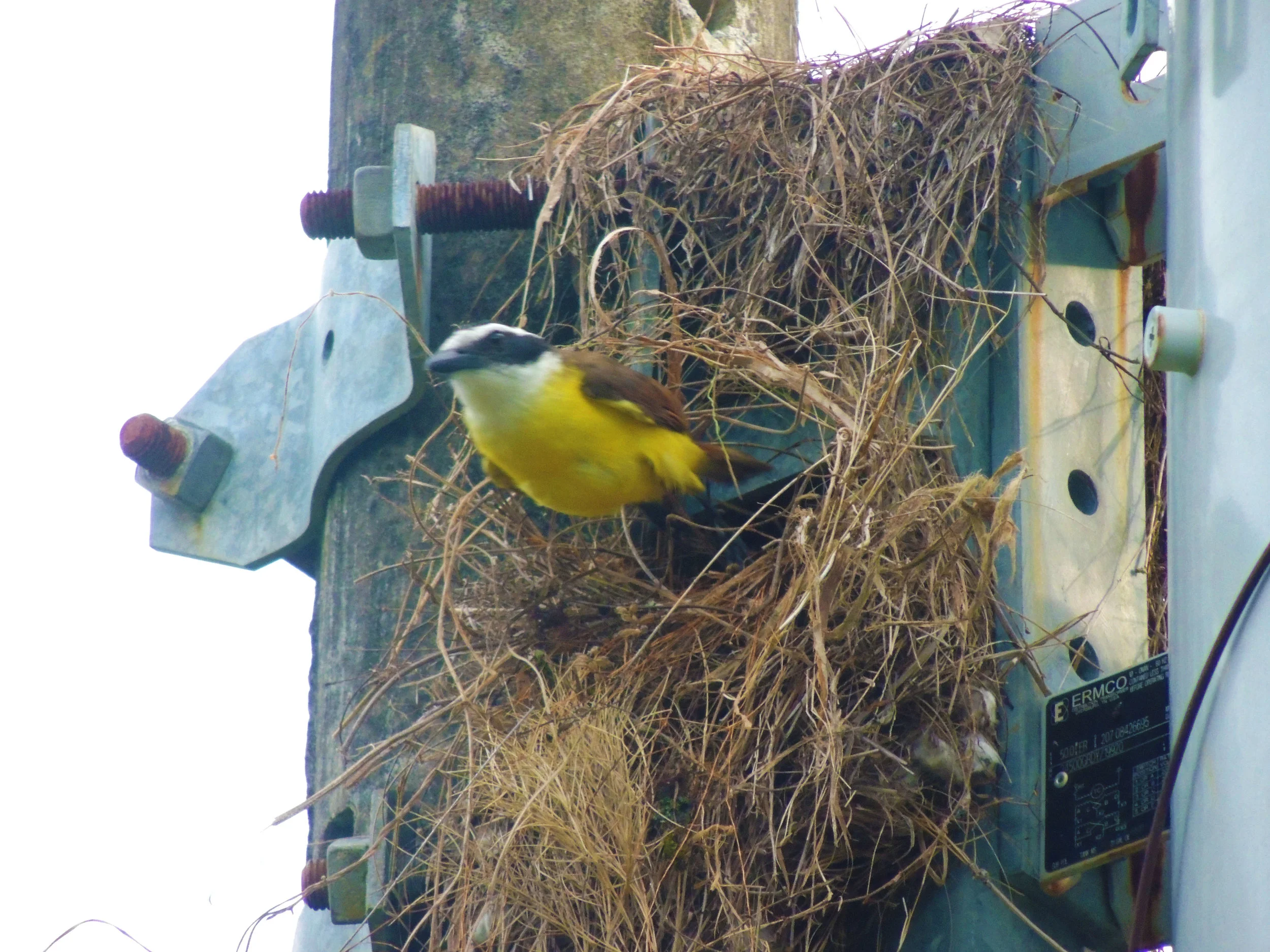 Great Kiskadee (Pitangus sulphuratus)
