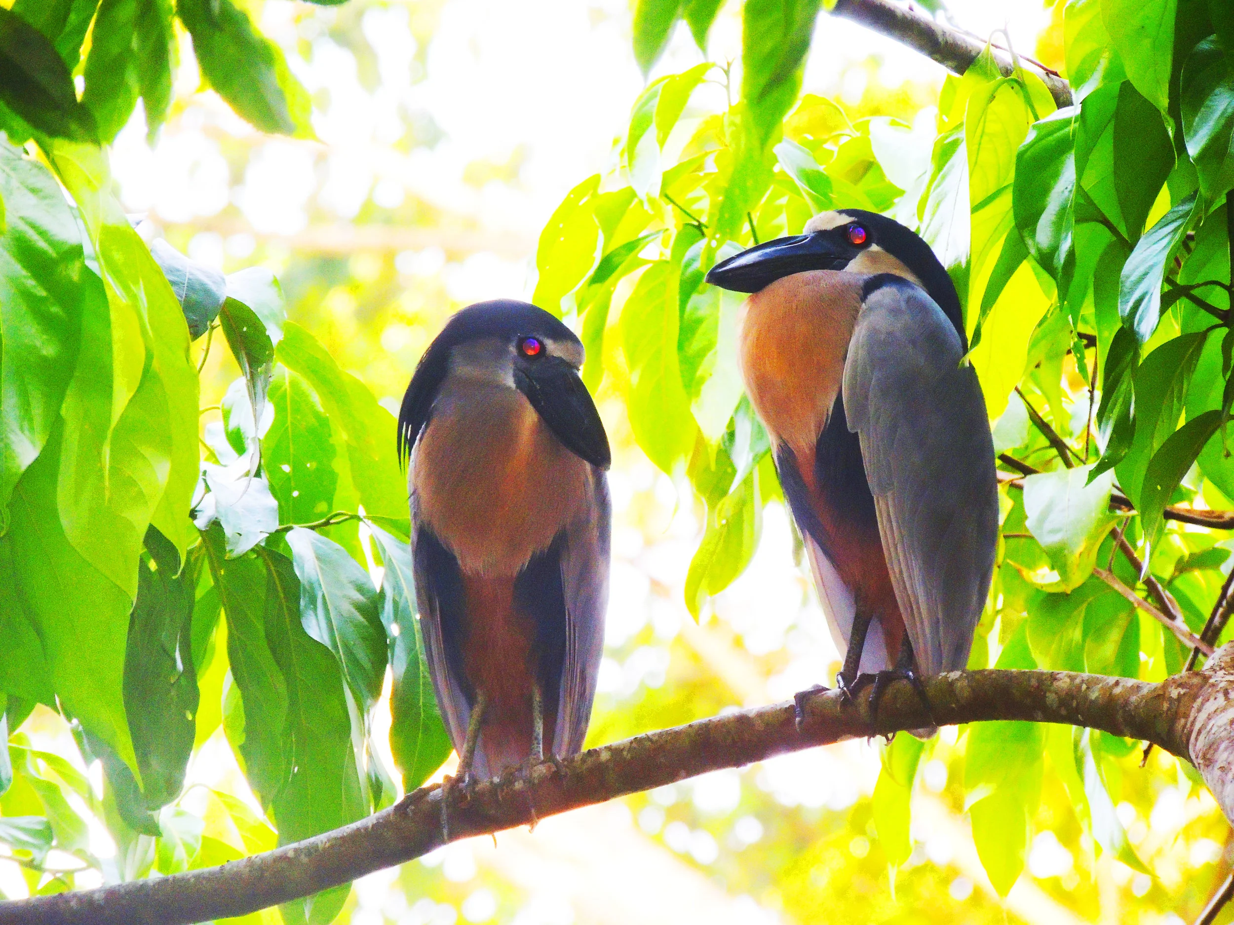 Boat-billed Heron (Cochlearius cochlearius)