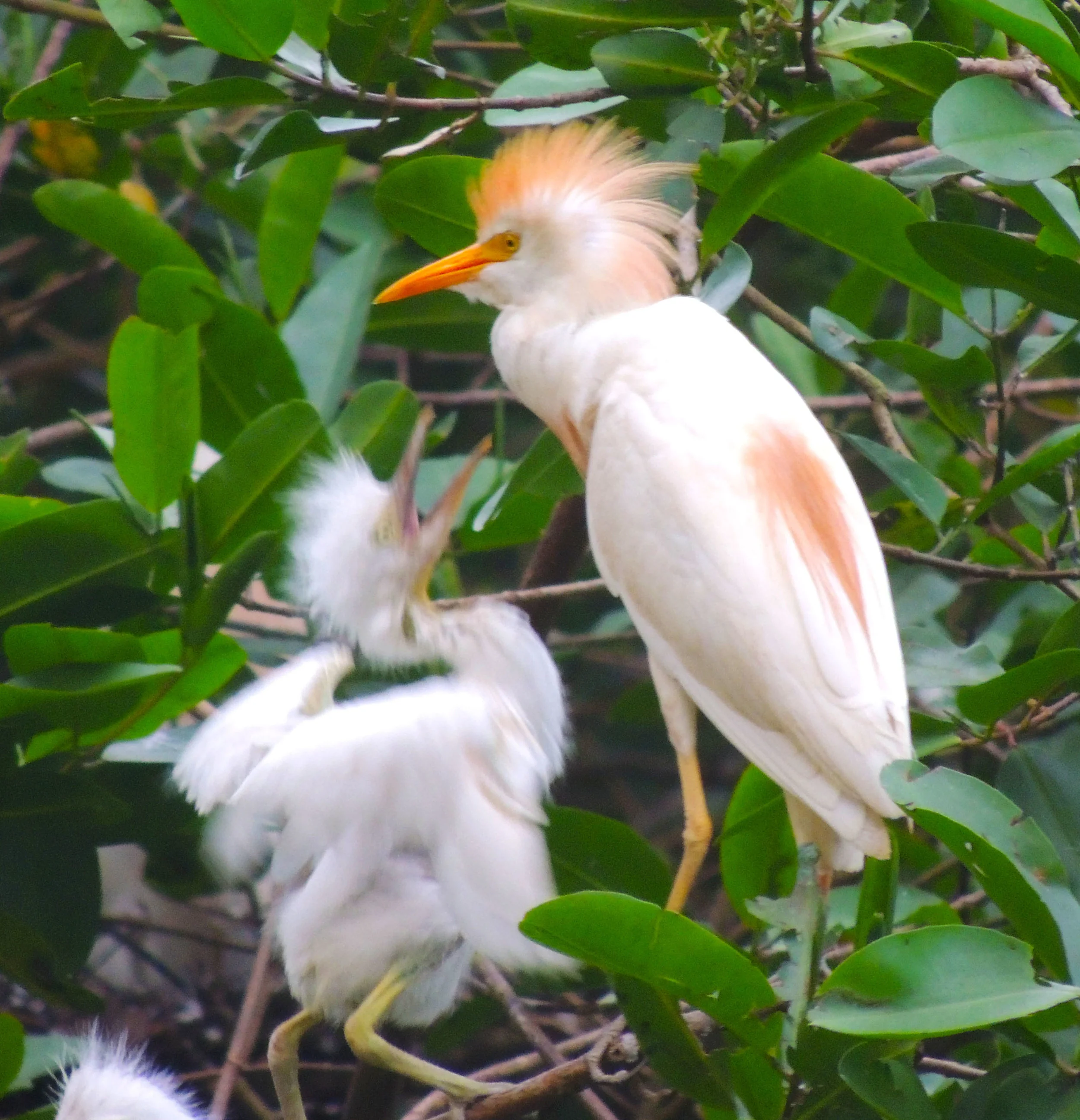 Cattle Egret (Bubdcus ibis)