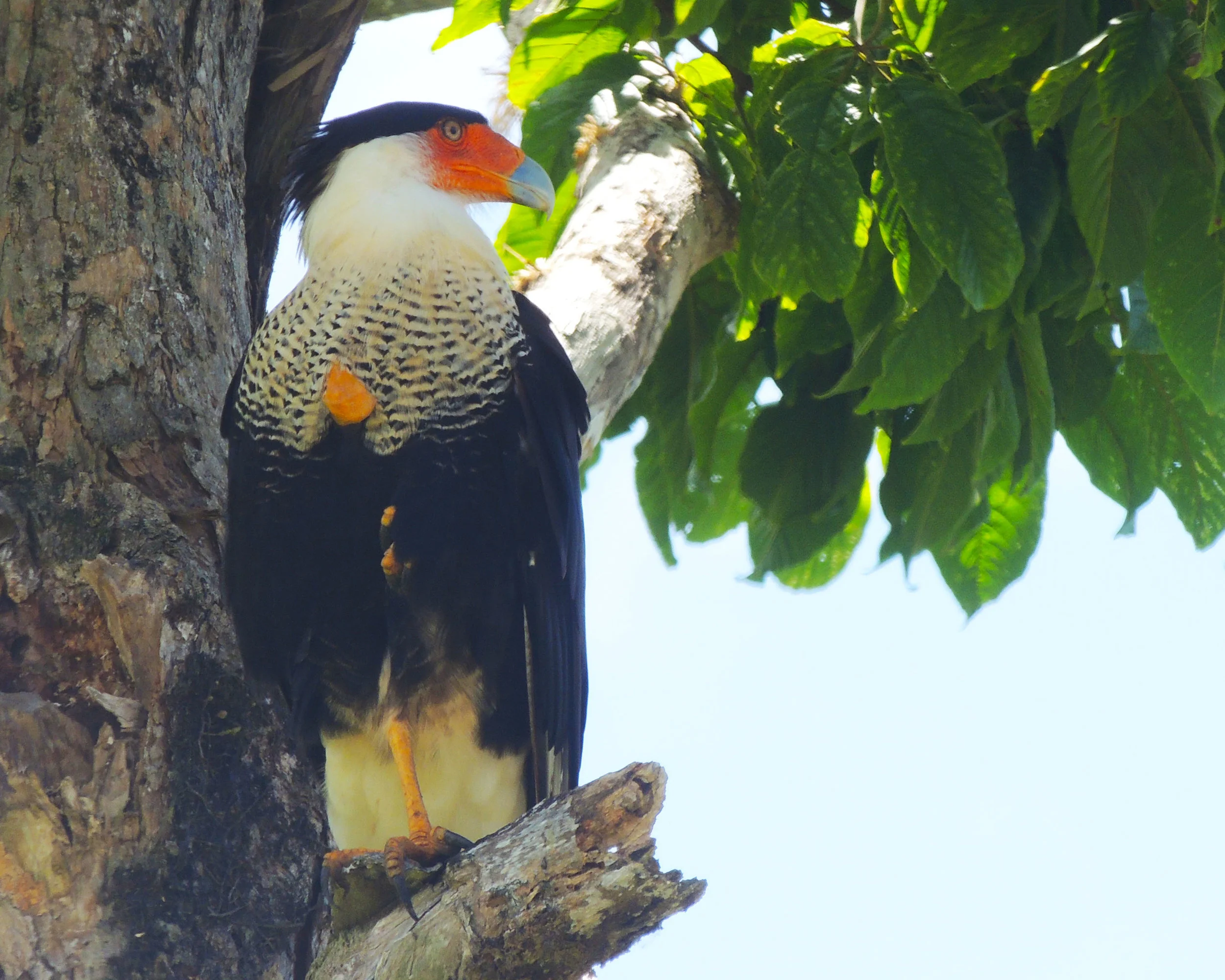 Crested Caracara (Caracara cherriway)