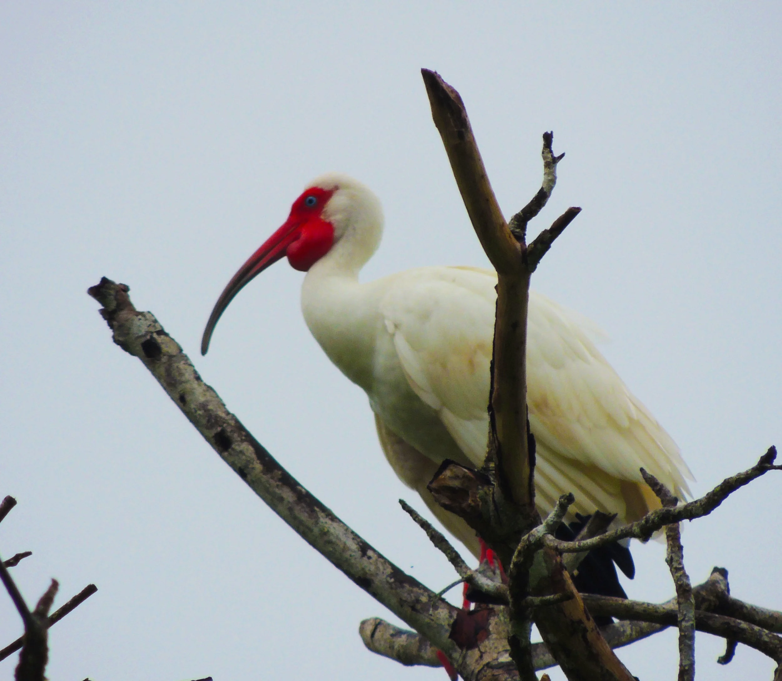White Ibis (Eudocimus albus)