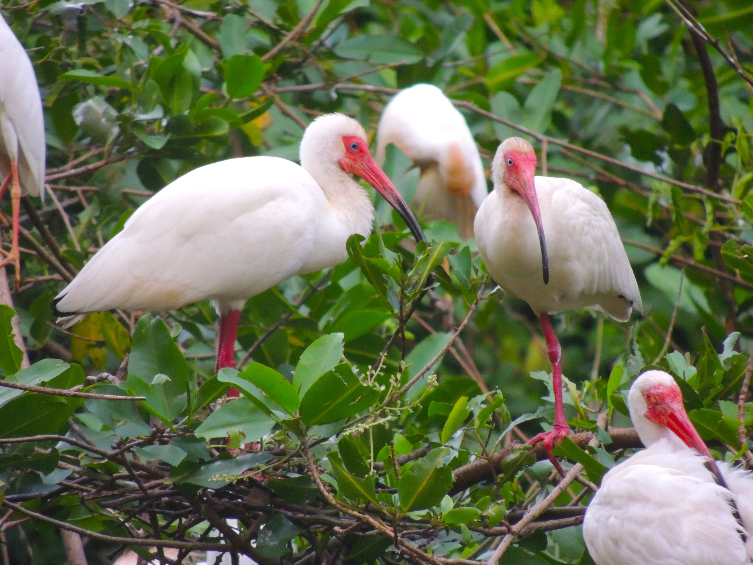 White Ibis (Eudocimus albus)