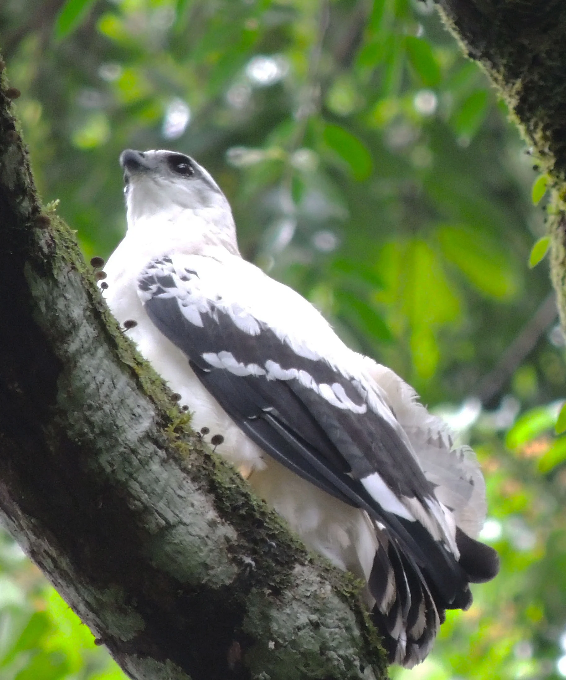 White Hawk (Pseudastur albicollis)